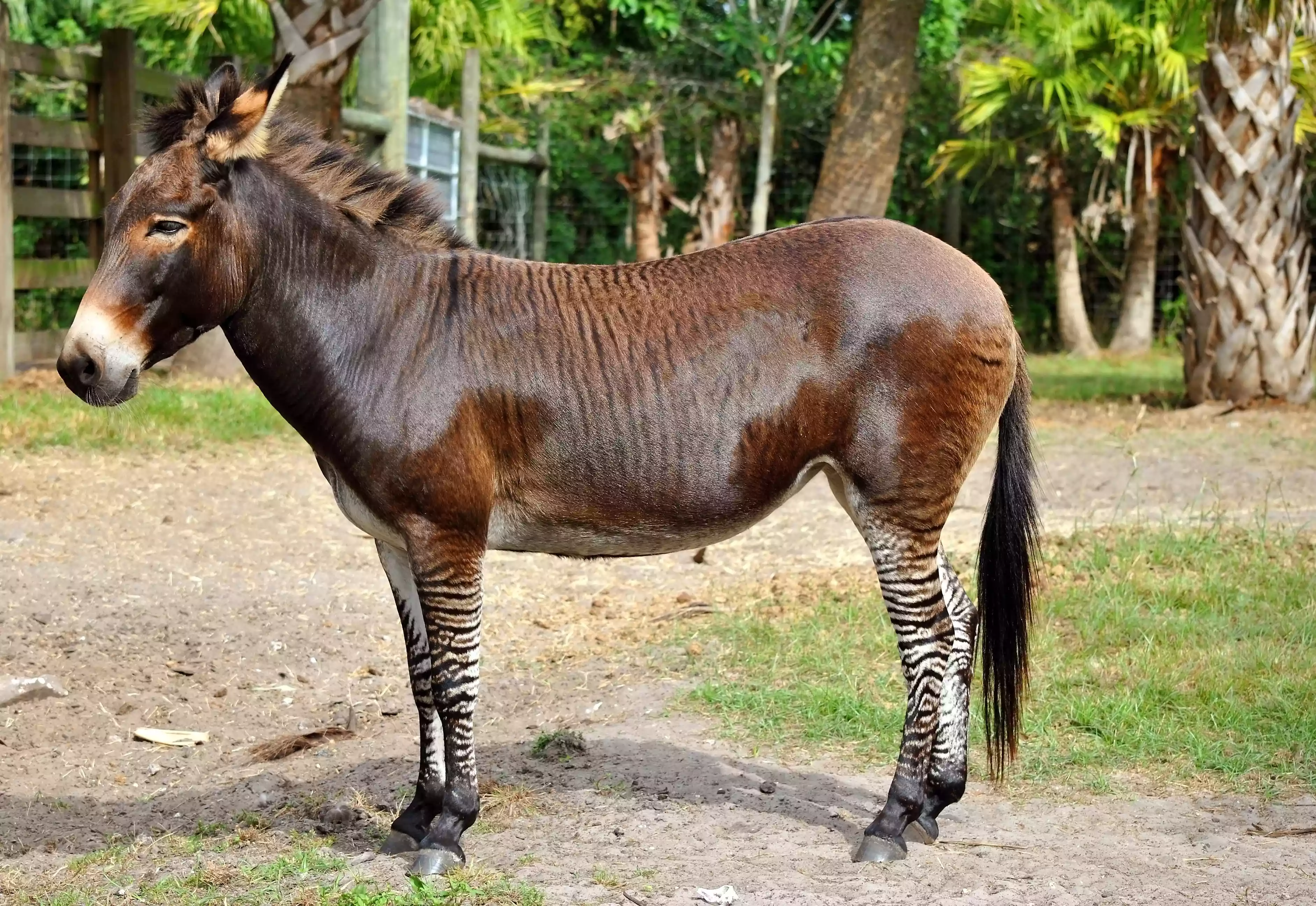 A cross between a zebra and a donkey with a brown body and striped black and white legs