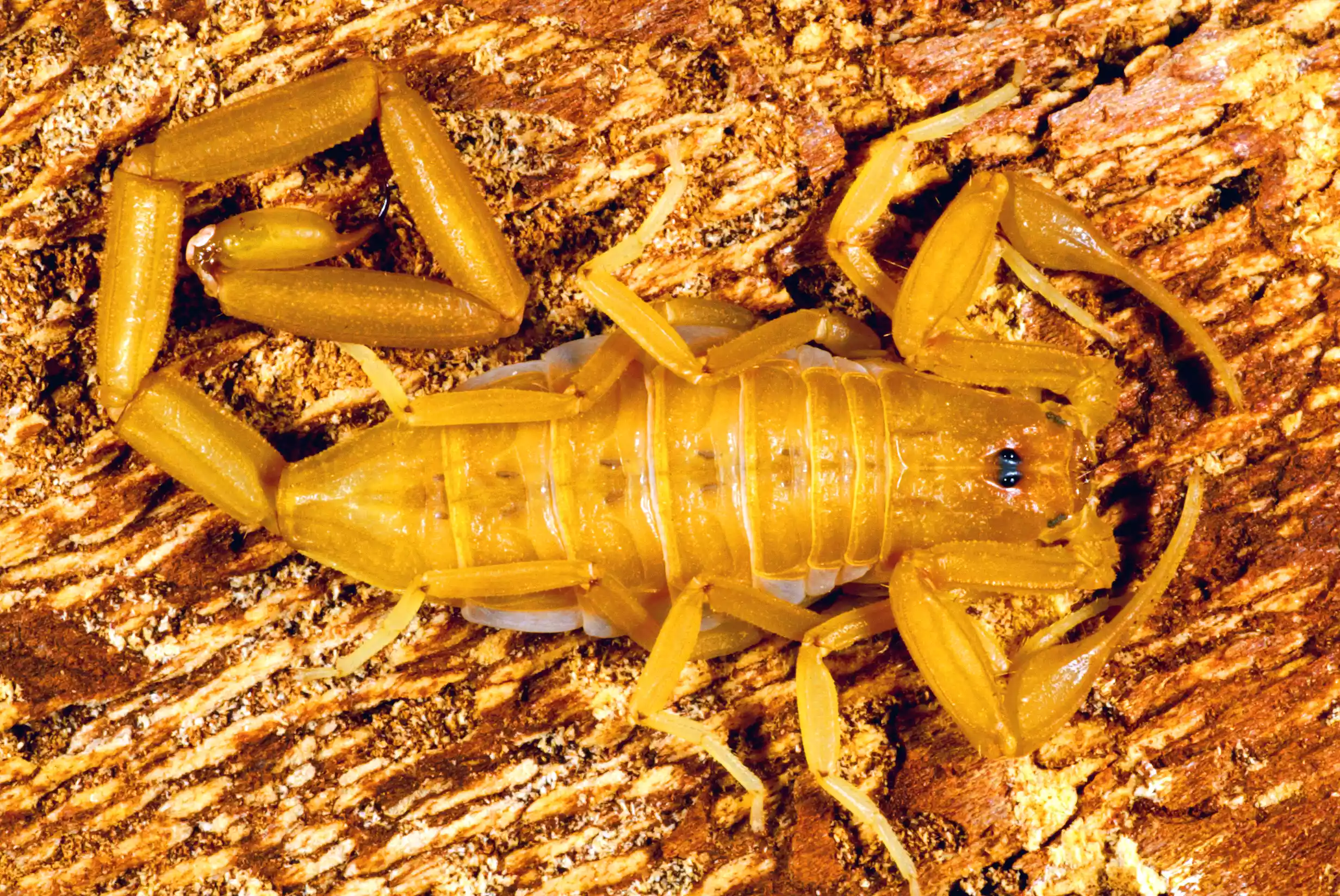 A golden Arizona bark scorpion on the side of a tree