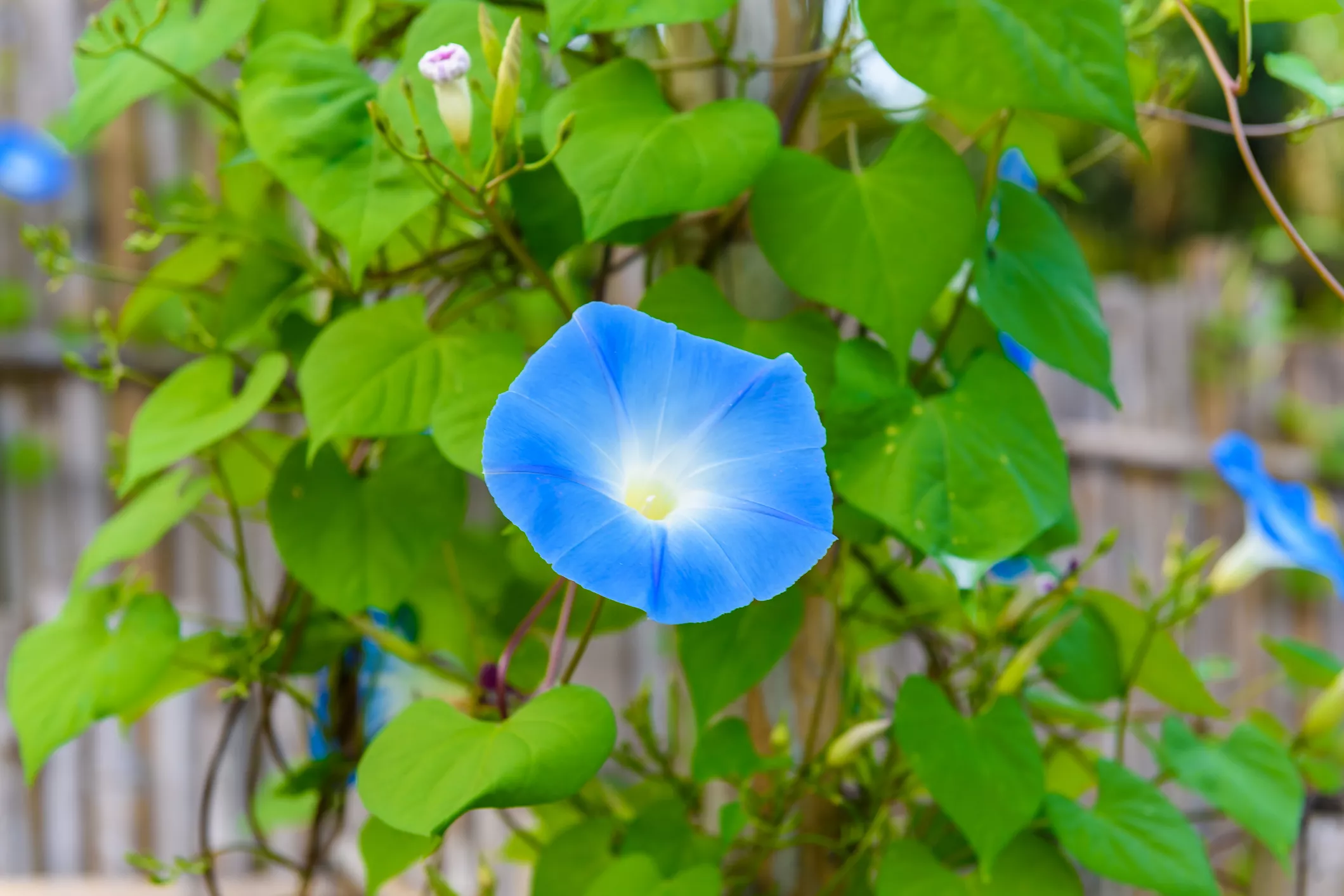 Blue morning glory bloom on a leafy vine