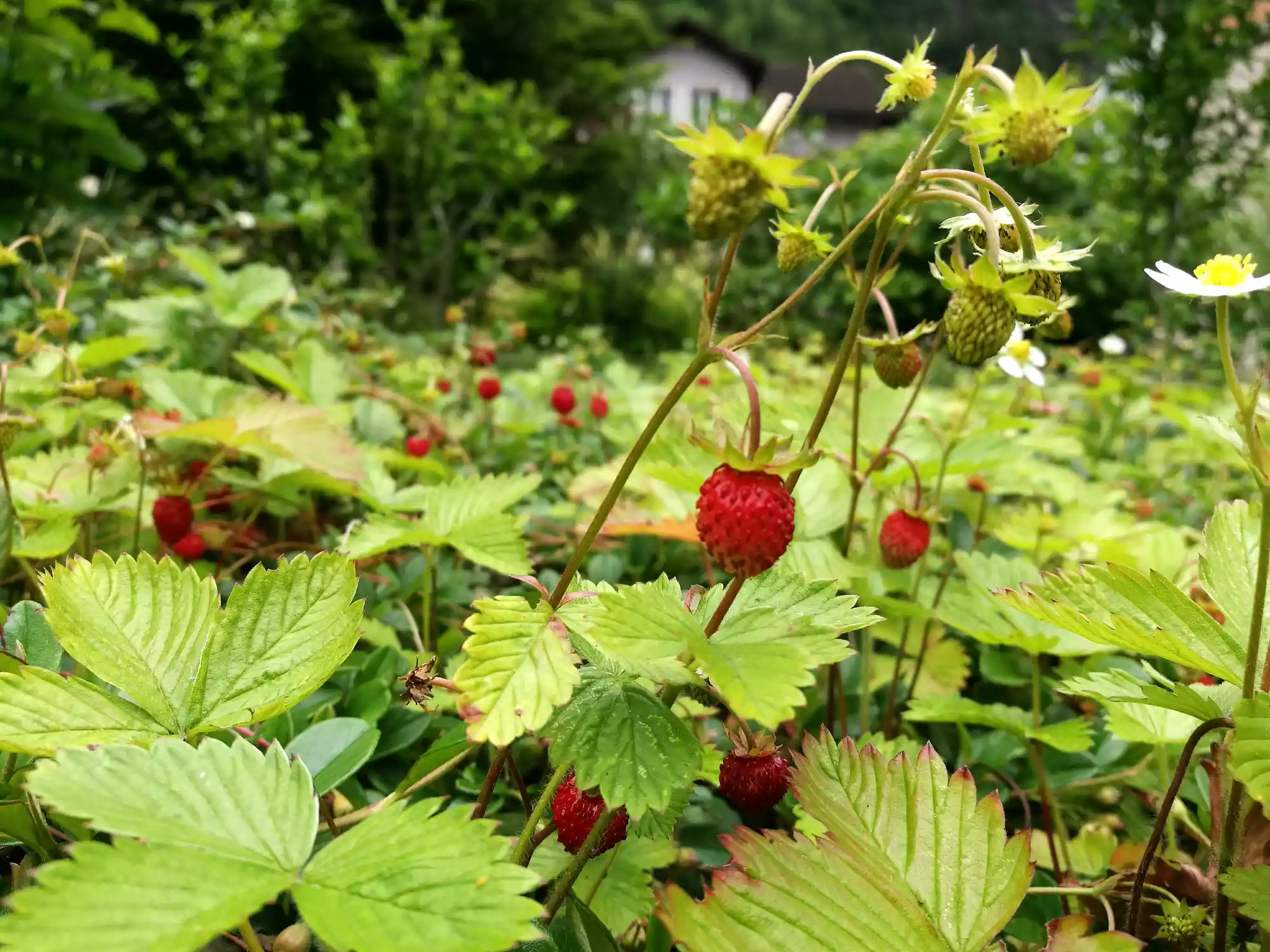 Alpine strawberries growing in a backyard setting.