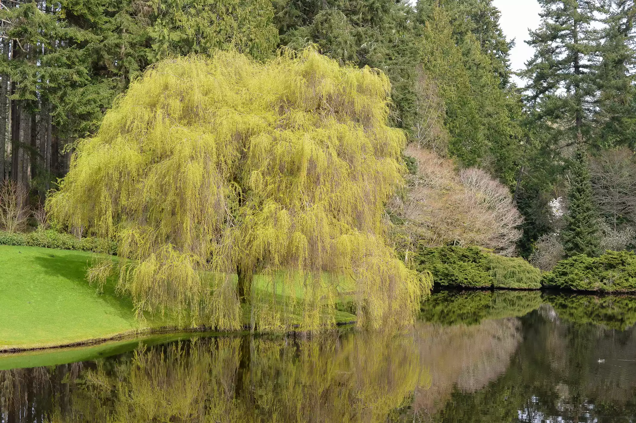 Weeping willow tree next to a lake