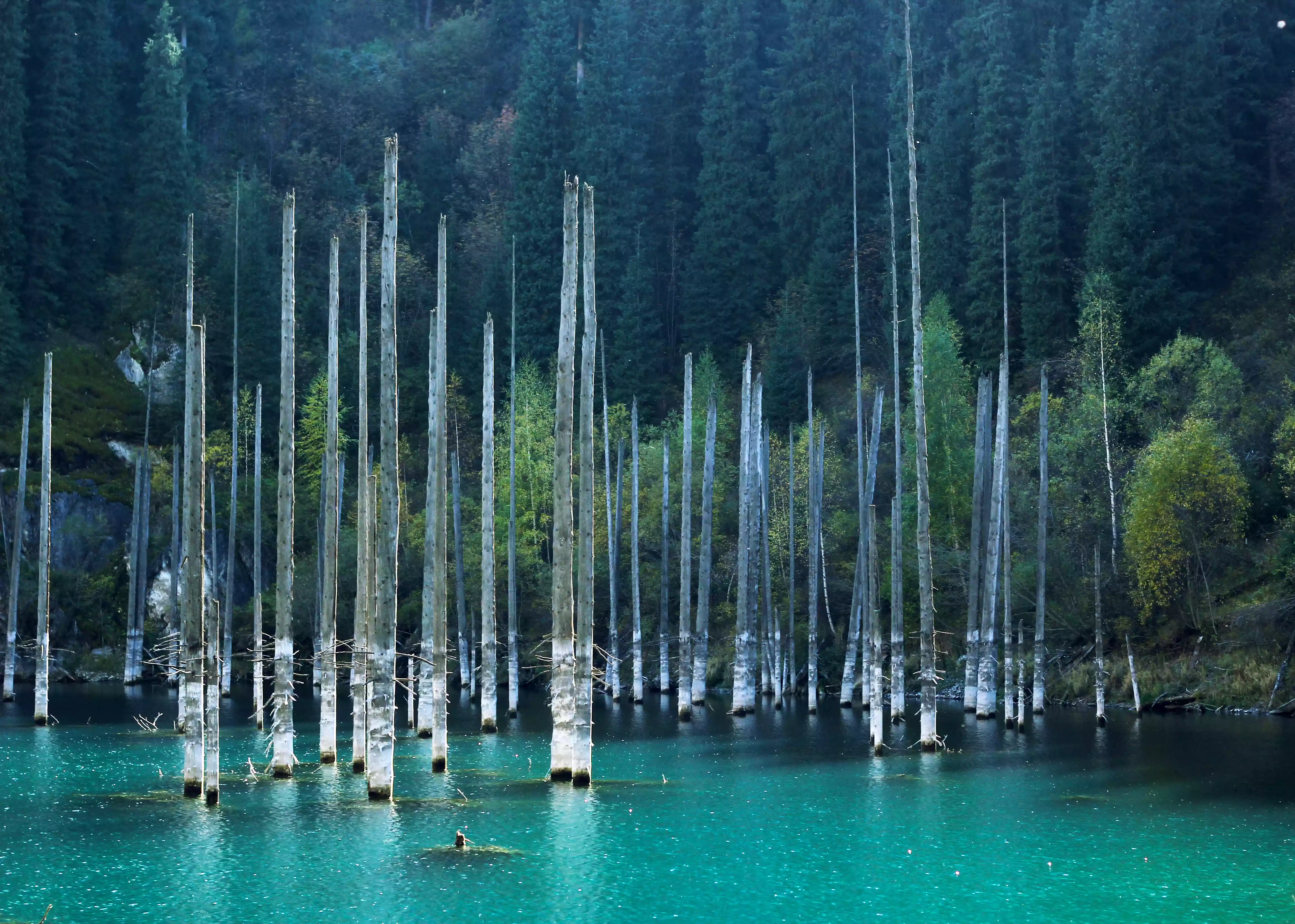 Sunken birch trees in the vividly blue Kaindy Lake