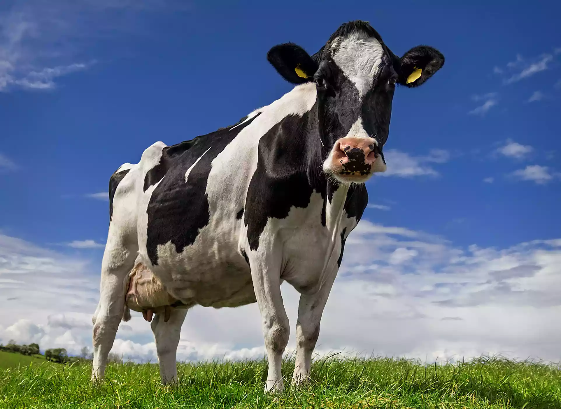 A black and white cow looking down from a green pasture with a bright blue sky.