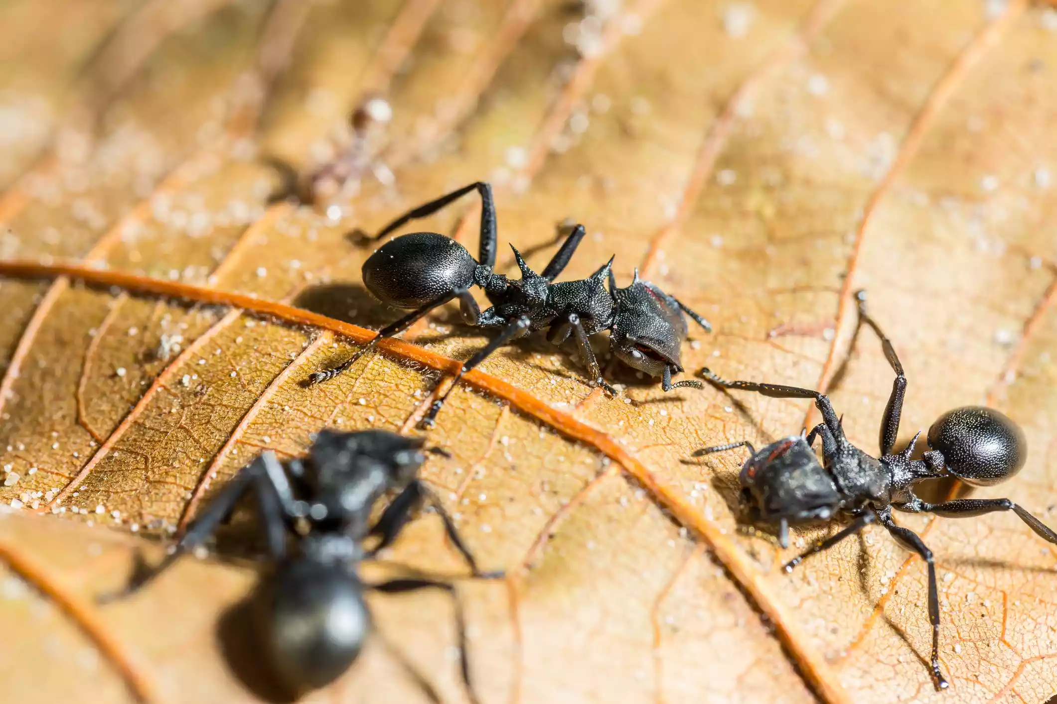 Three black bullet ants on a brown leaf