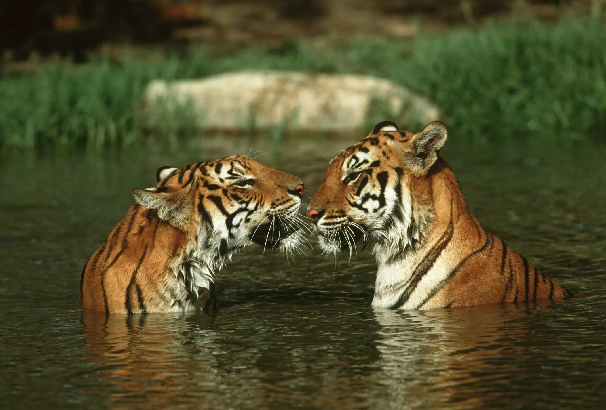 Two tigers, nose to nose, chest deep in a river