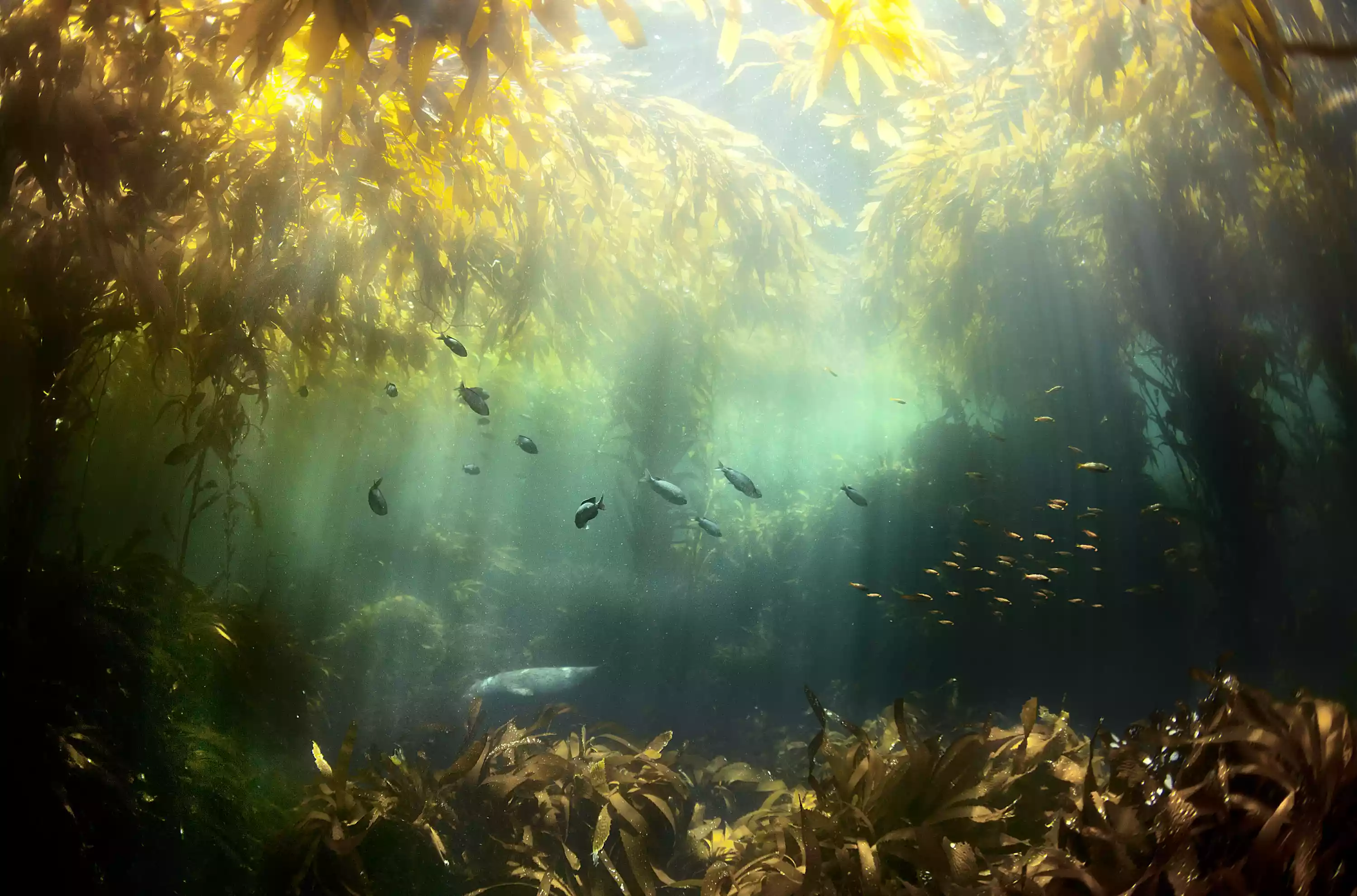 An underwater scene of sun filtering through kelp, illuminating fish and seagrass.