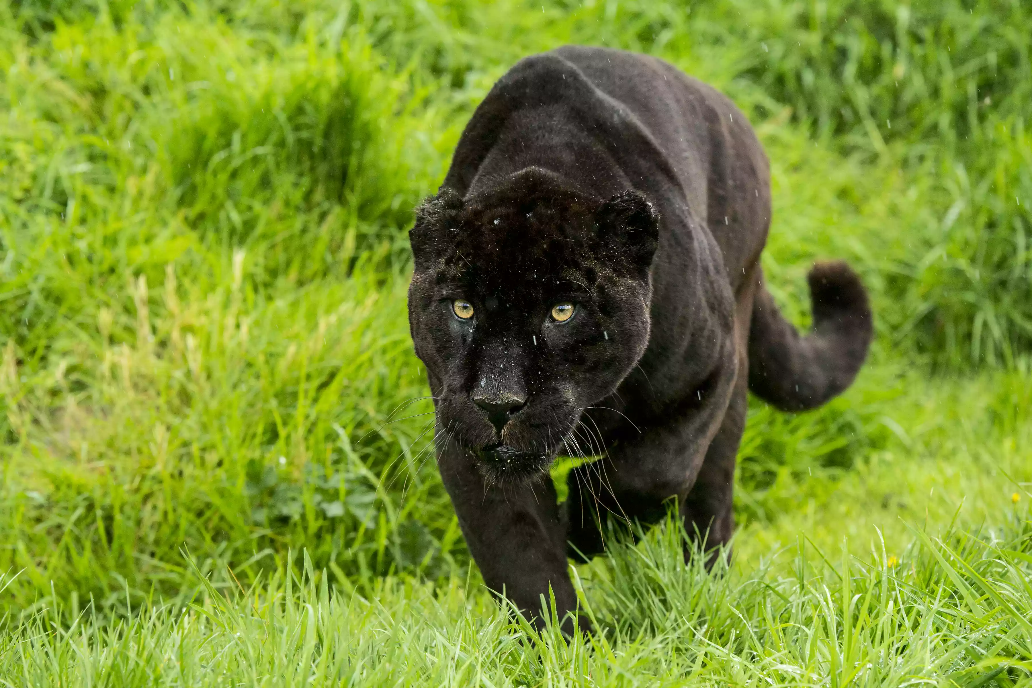 A black, or melanistic, panther in the grass