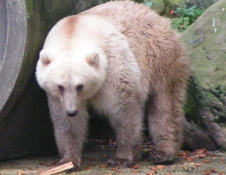 A white and brown polar bear and grizzly bear combination, the grolar bear.