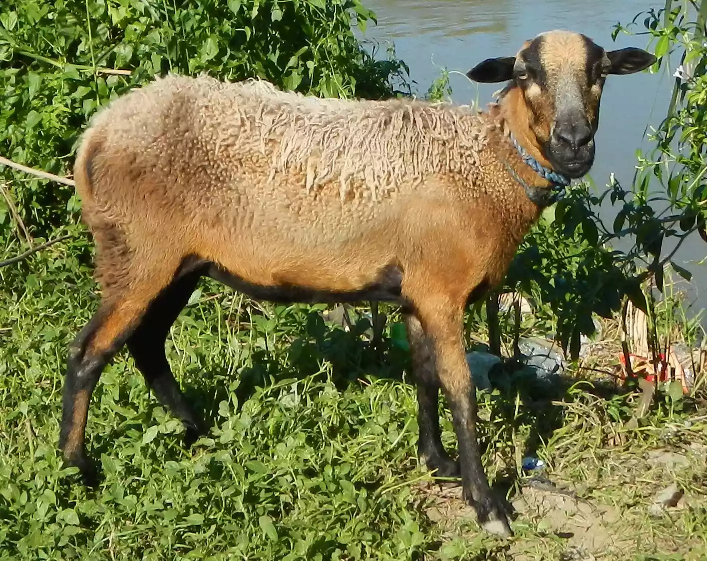 a sheep-goat hybrid with longish brown coat stares at camera