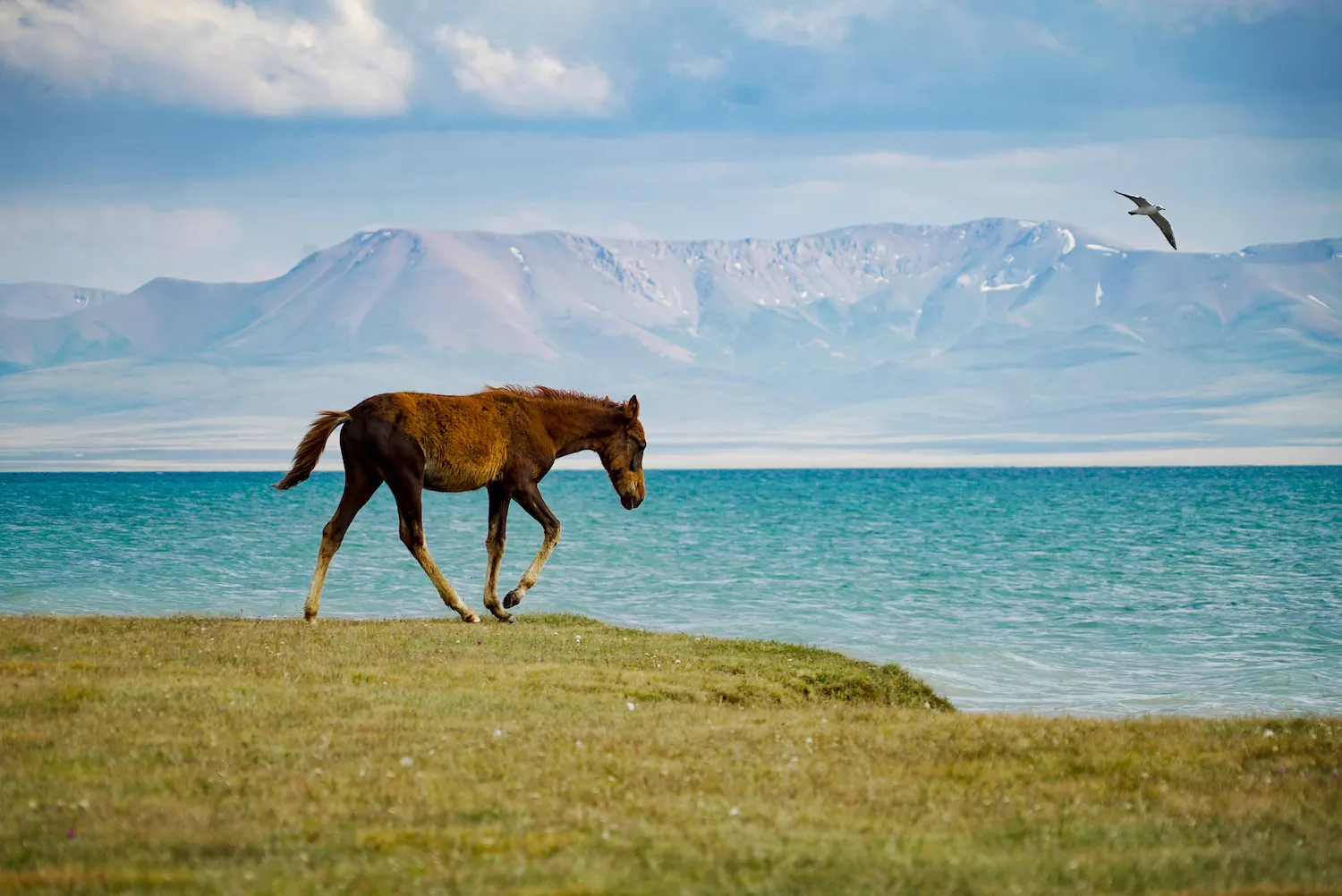 A horse trots in front of the blue waters of Song Kul on an overcast day