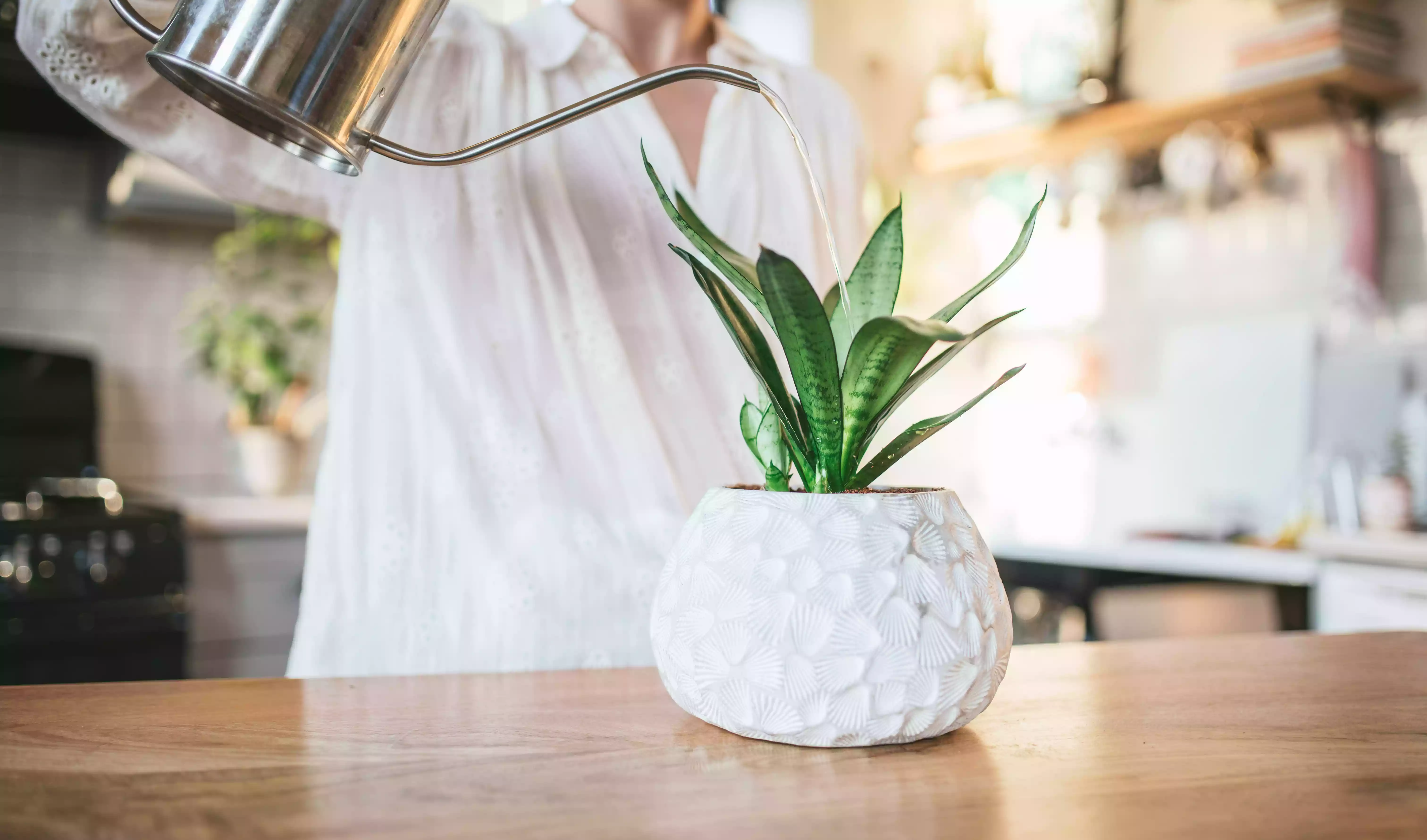 snake plant in squatty white pot gets watered by person with silver modern watering can