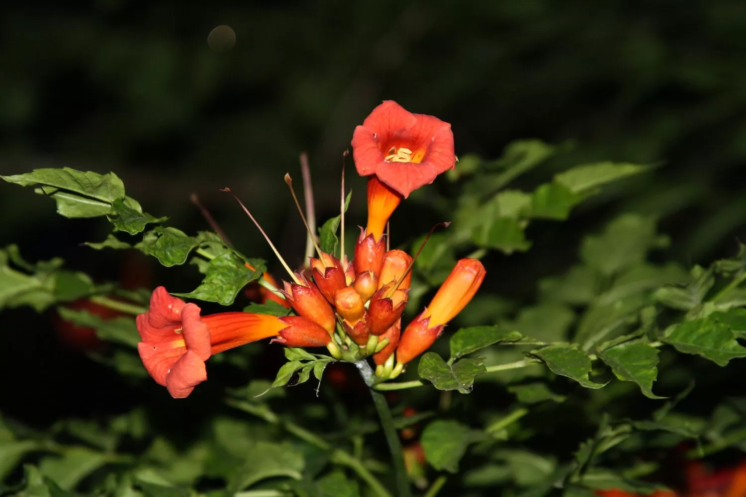 The fluted, trumpet creeper vine flowers show off their orangish-red colors
