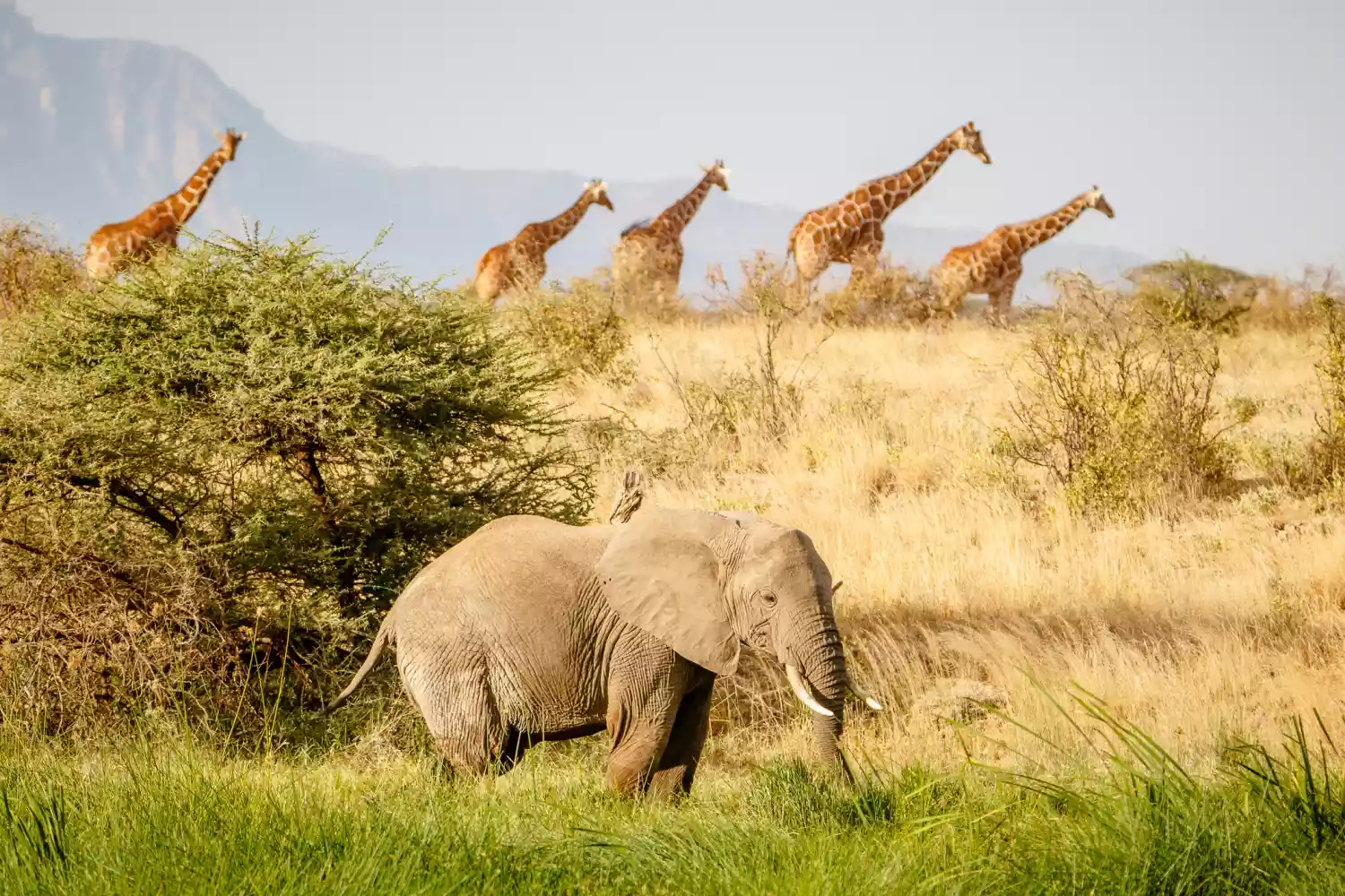 An elephant and giraffes on the savana