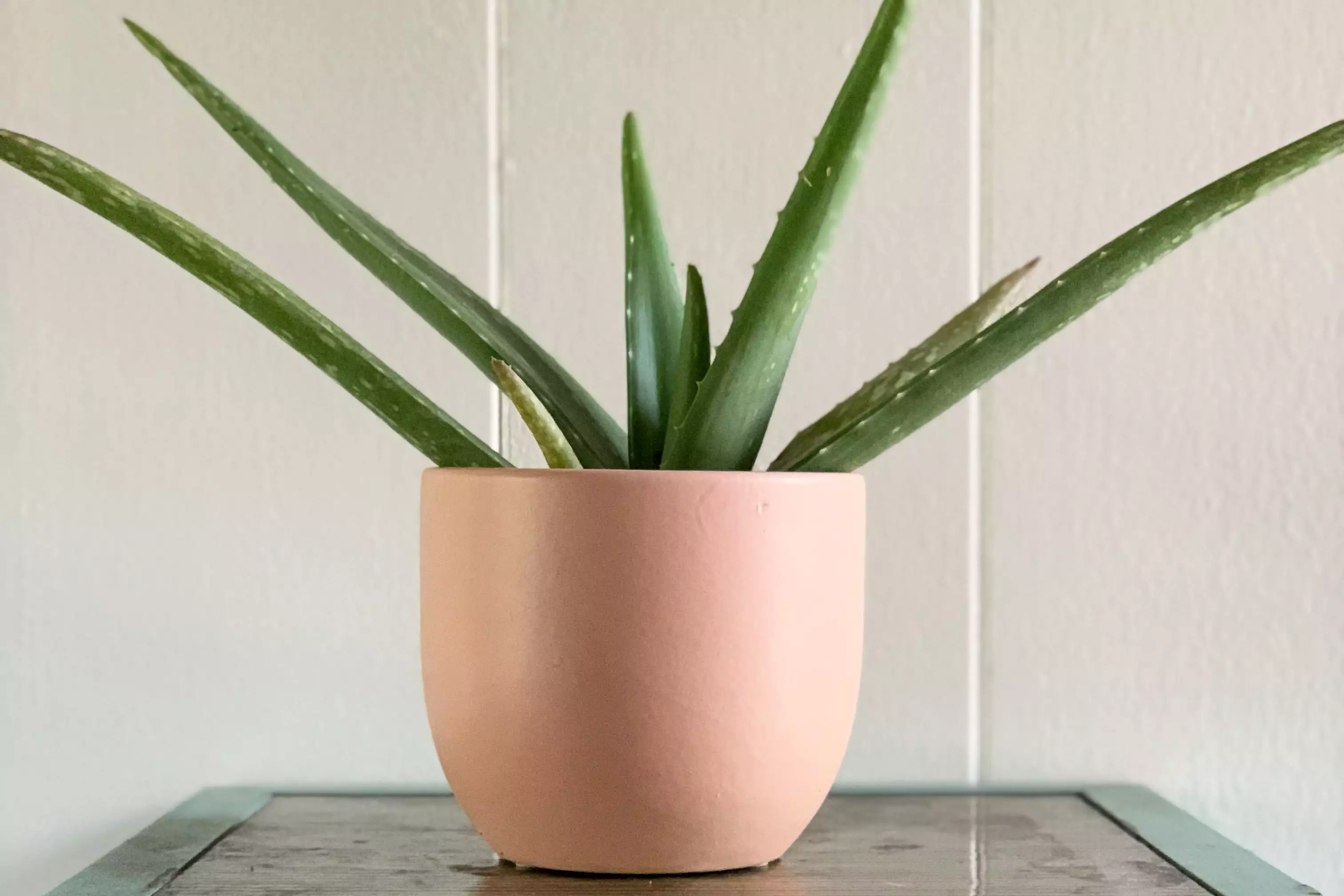 aloe vera houseplant in pink pot against white wall