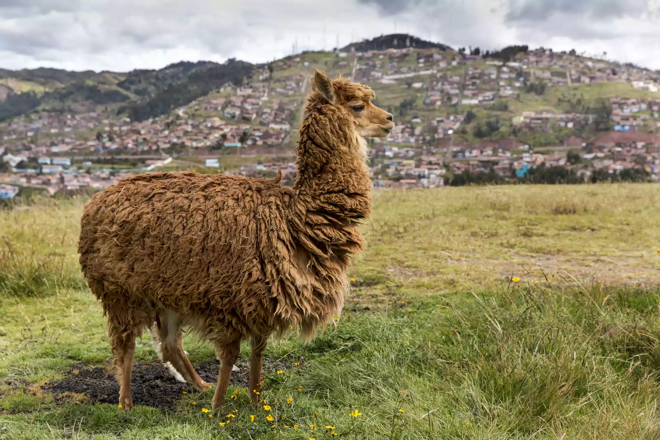 A brown alpaca standing in a grassy field with a hill covered in buildings in the background