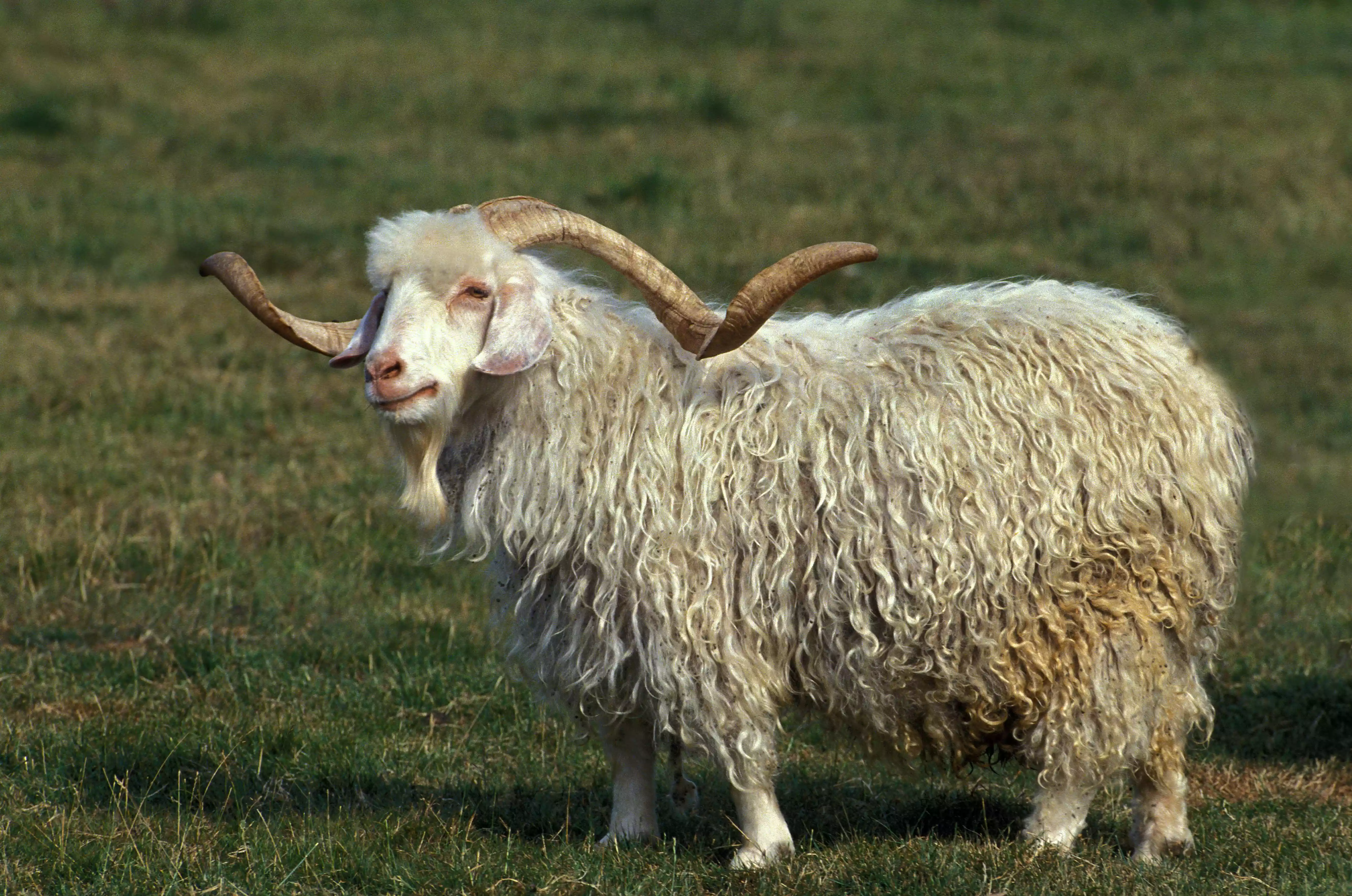 A white Angora goat standing in a grassy field