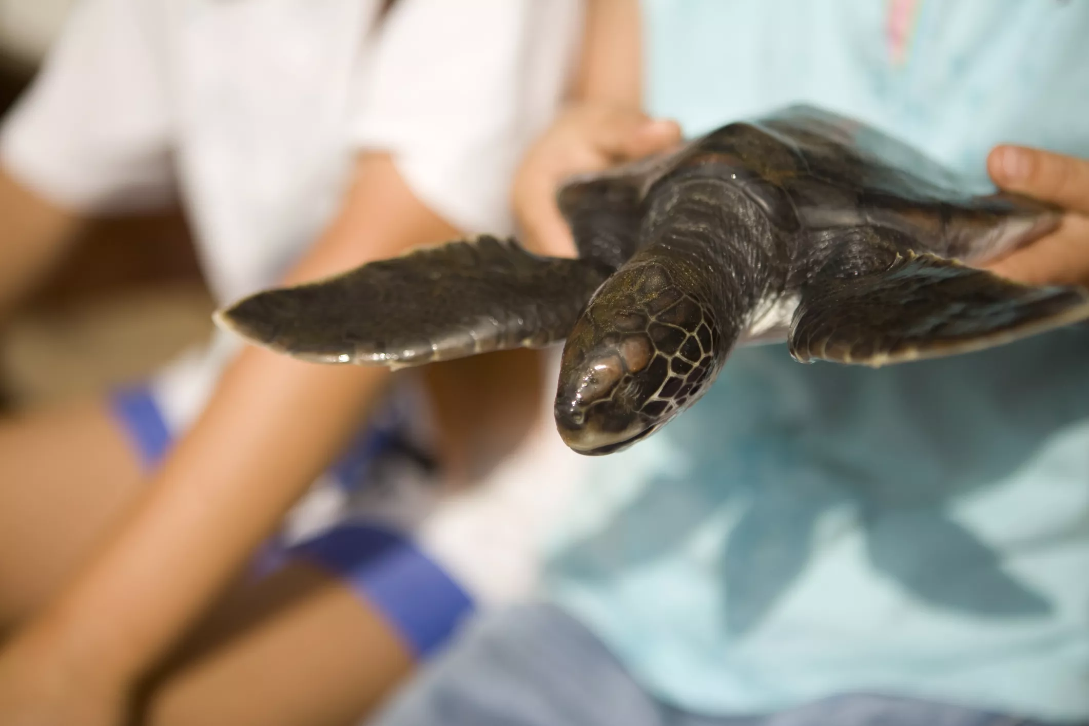 Baby hawksbill turtle after being rescued.