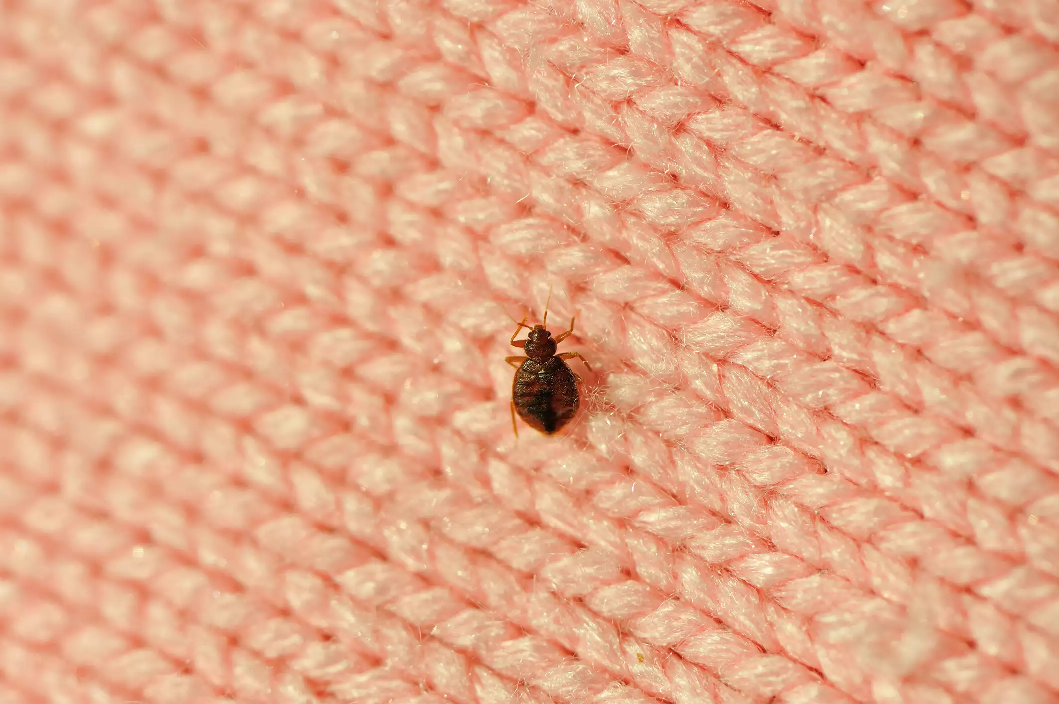 A single bed bug on a piece of pink knit fabric