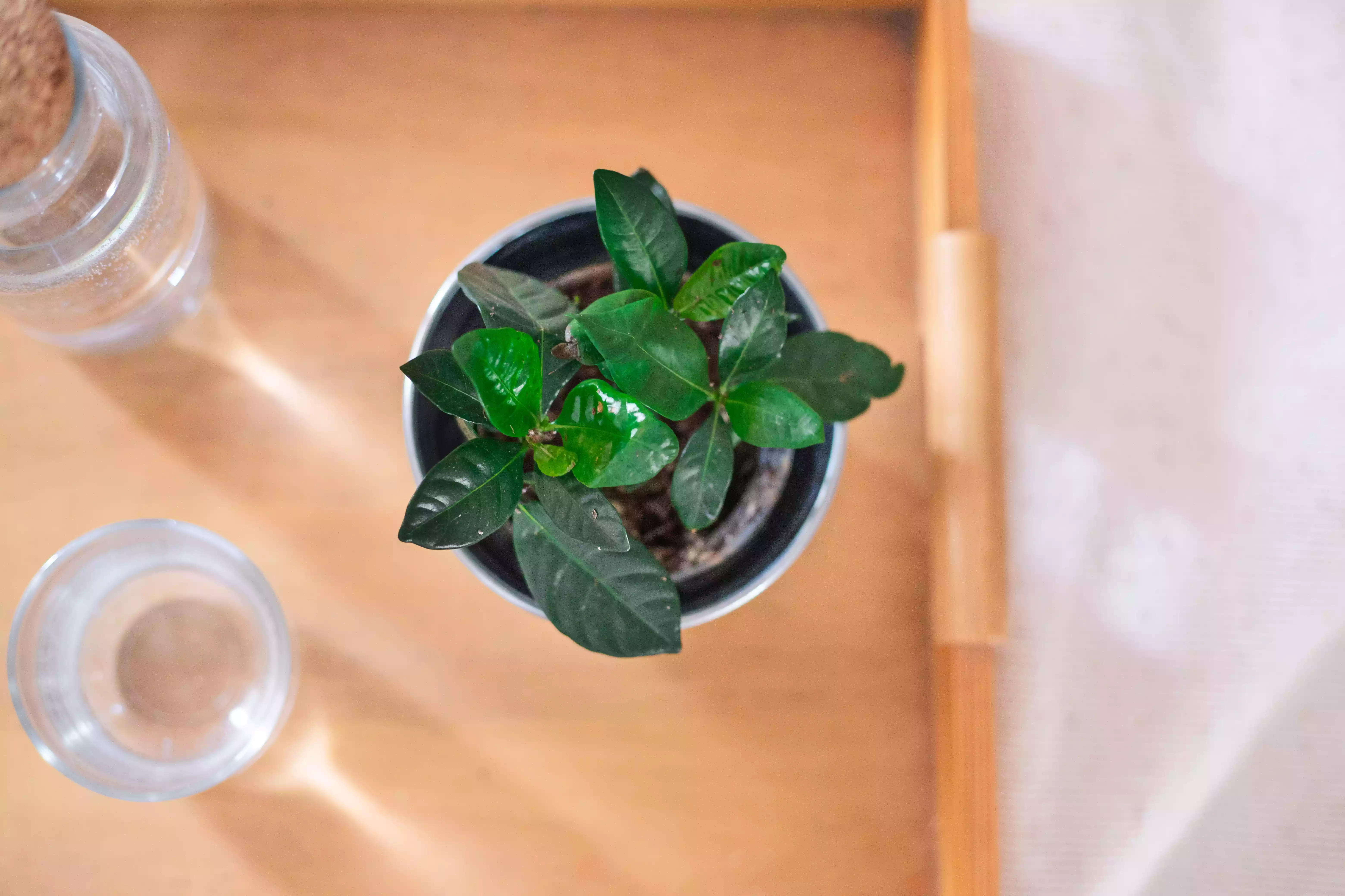 small gardenia plant with shiny green leaves on breakfast tray with water glass