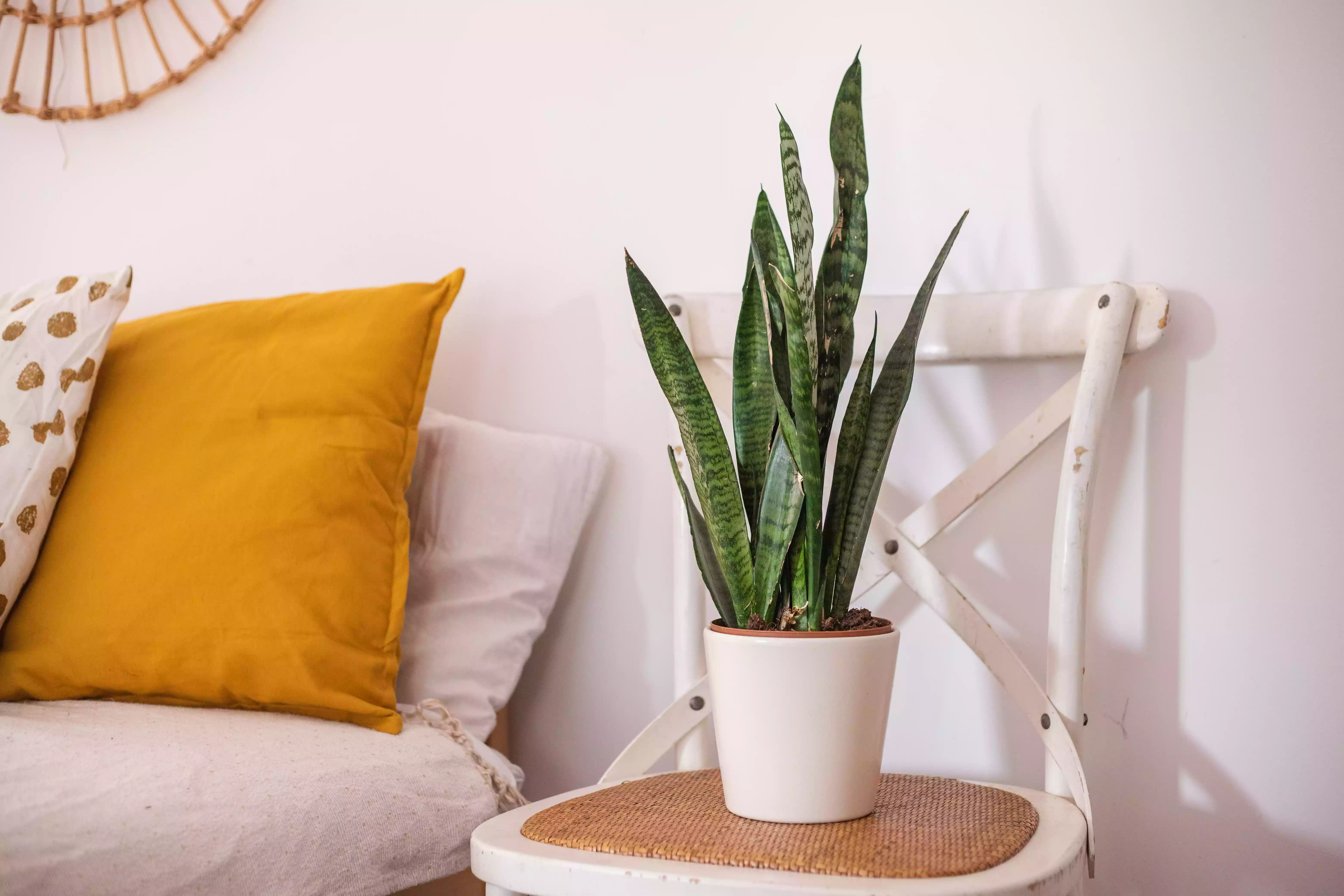 Snake plant in white pot on white wooden chair next to bed 