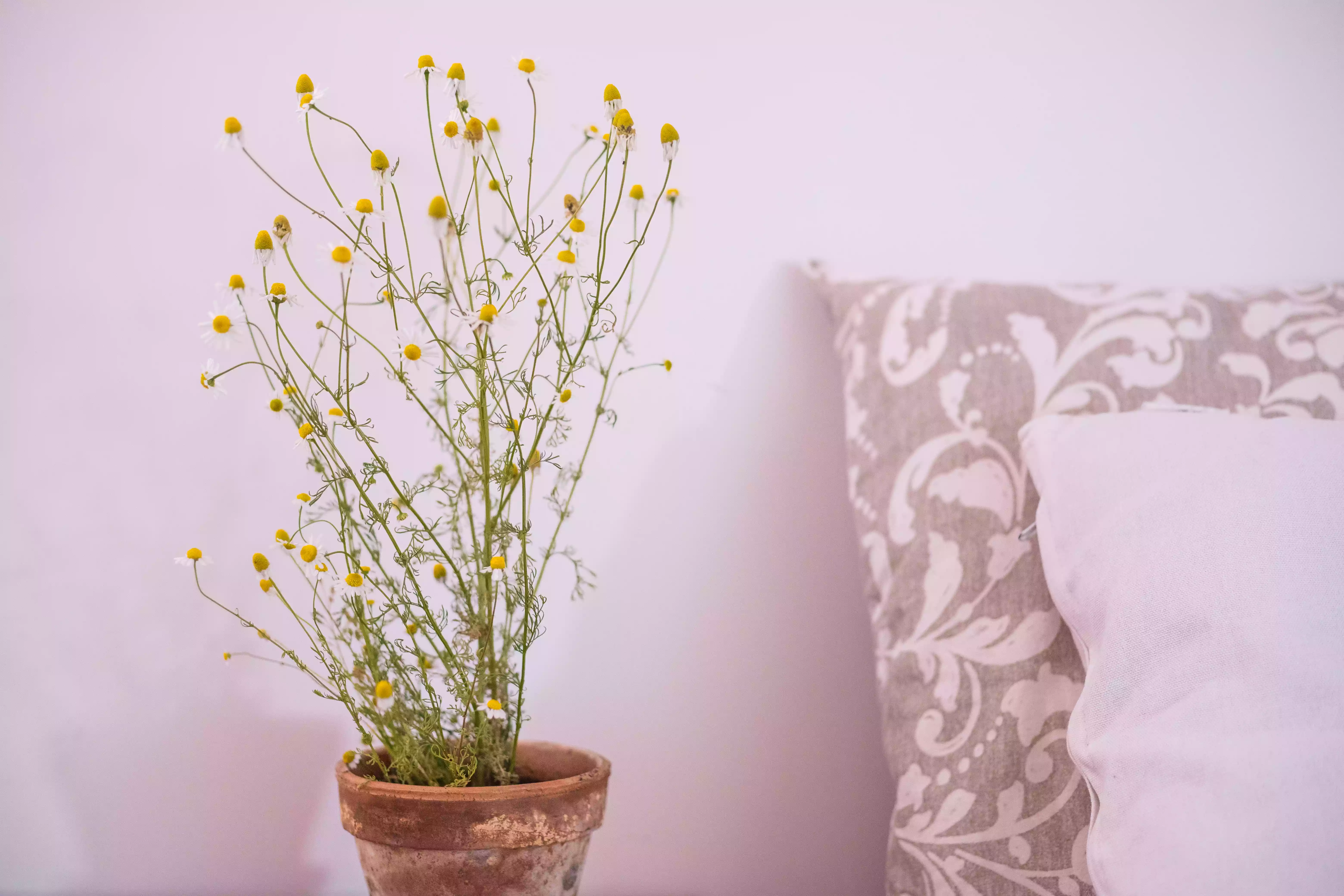 chamomile plant blooms in rusted pot next to bed pillows