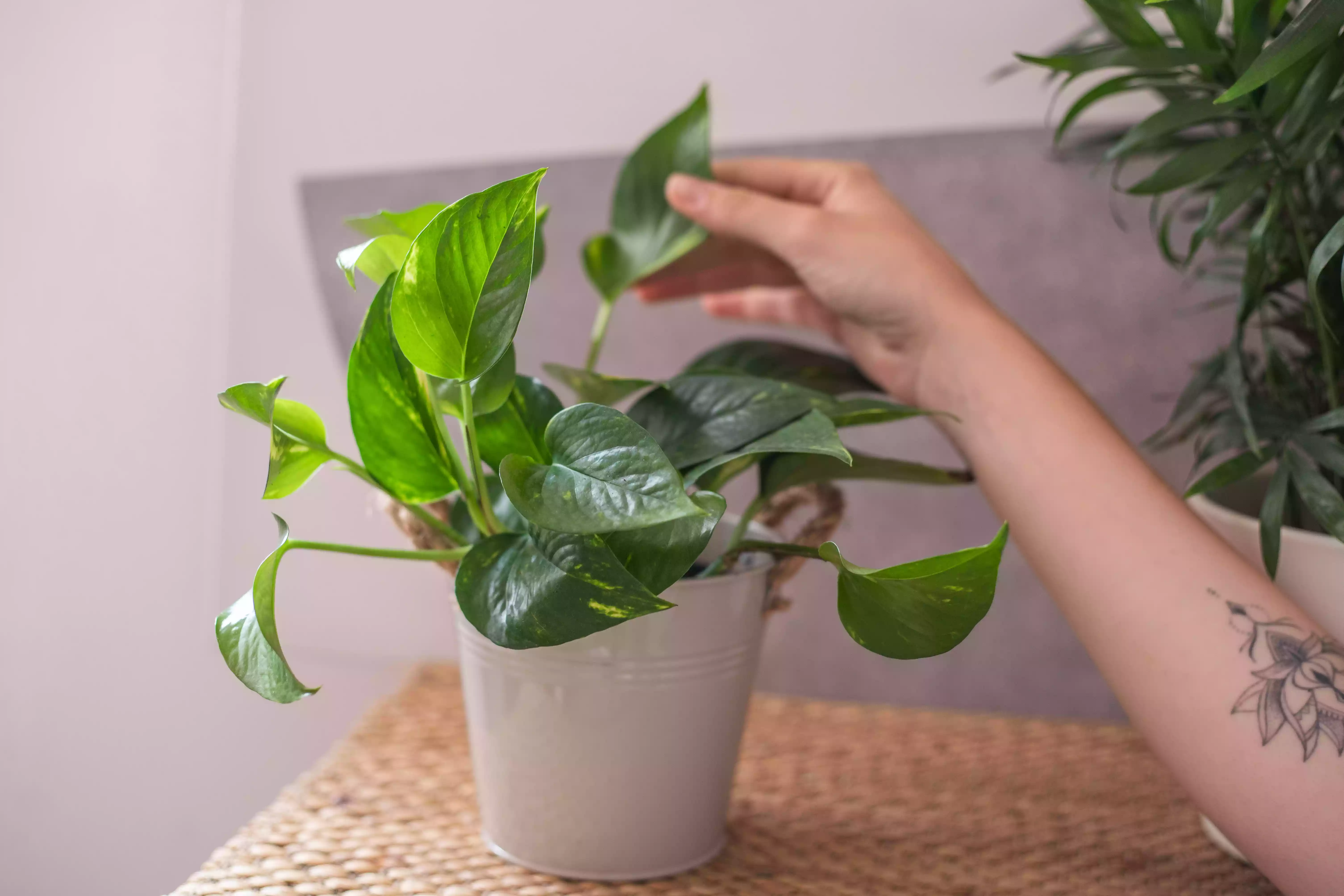 hand reaches out to caress leaf of golden pothos plant in metal container