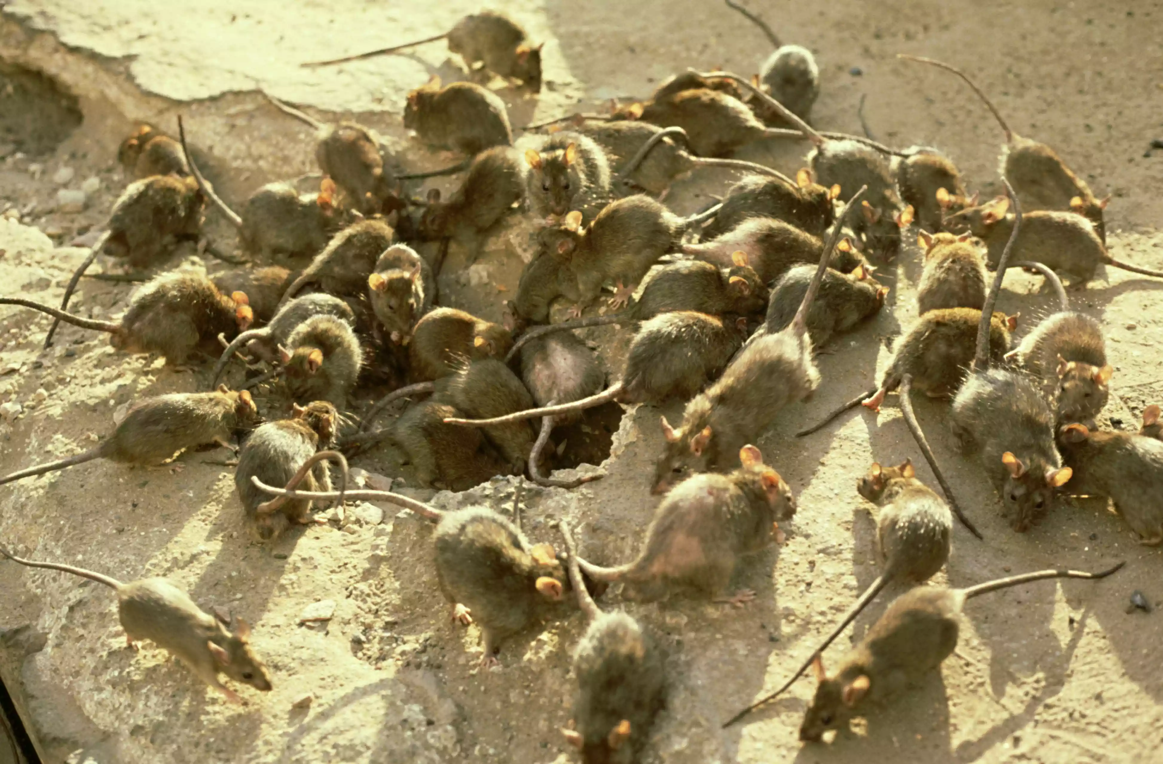large group of grey rats on ground stripped of vegetation