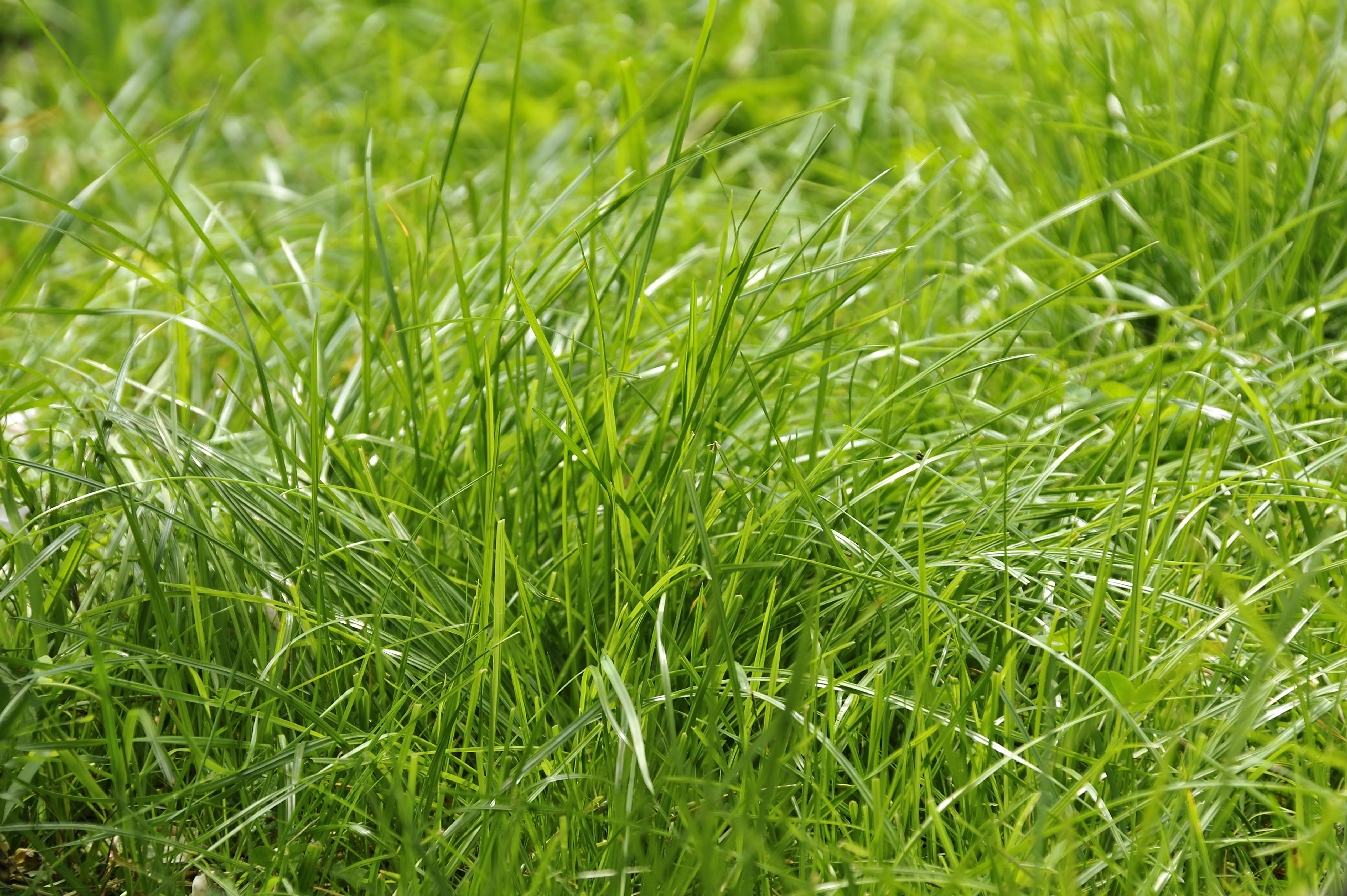 A bright green patch of tall grass
