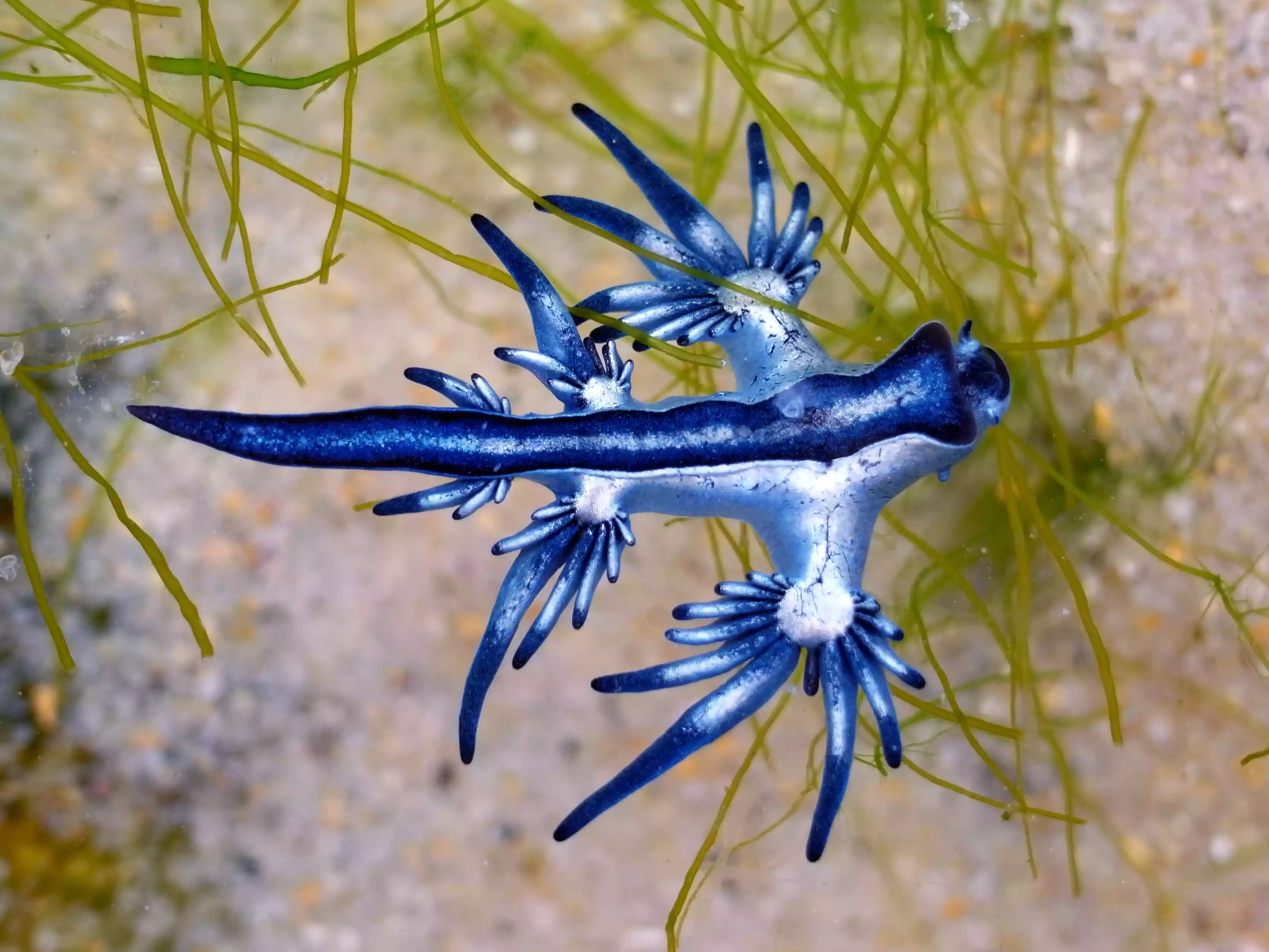 A blue Glaucus atlanticus swimming through the water over sand and aquatic plants