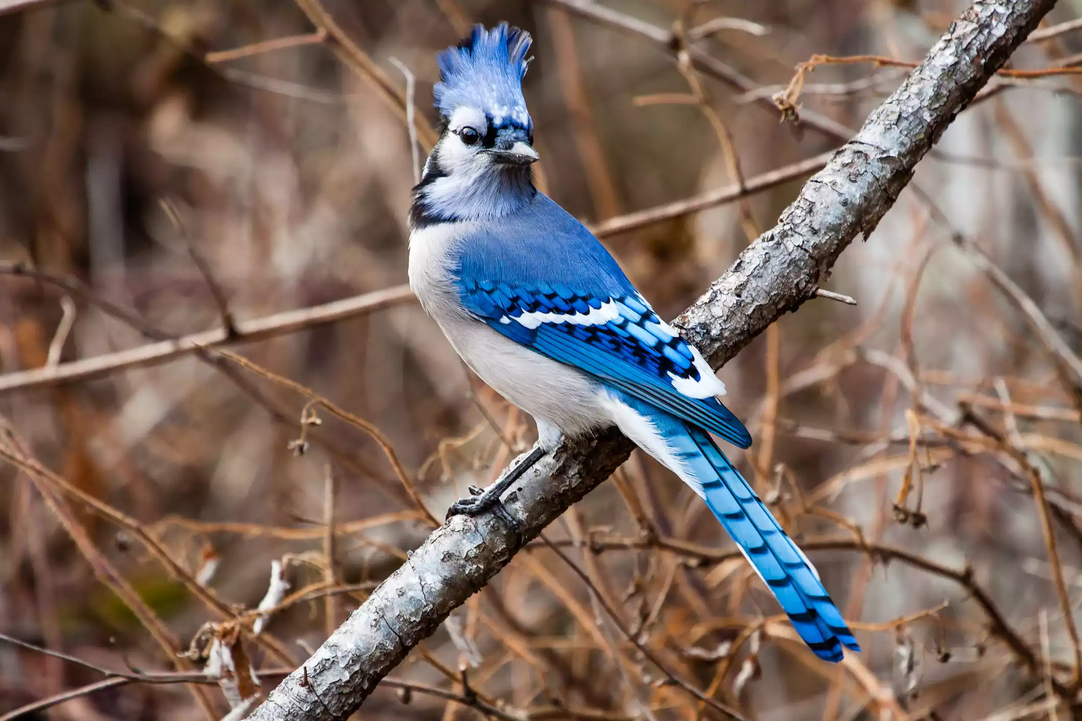 A blue jay perched on a branch of a tree