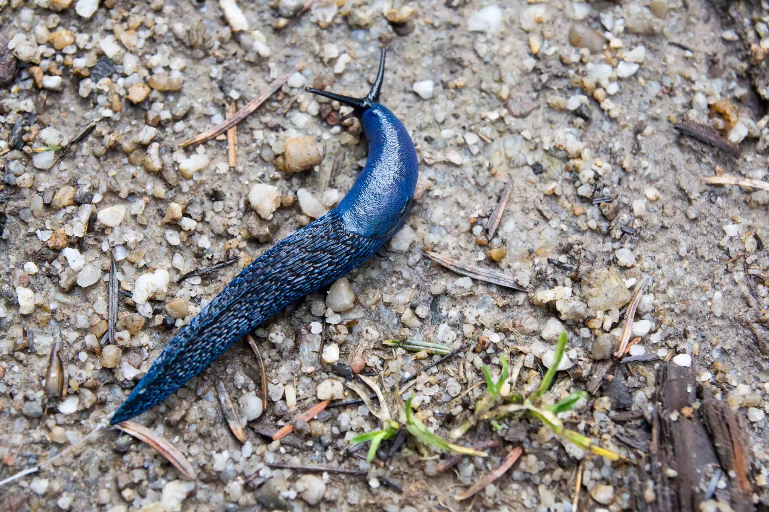 A Carpathian blue slug resting on gravel