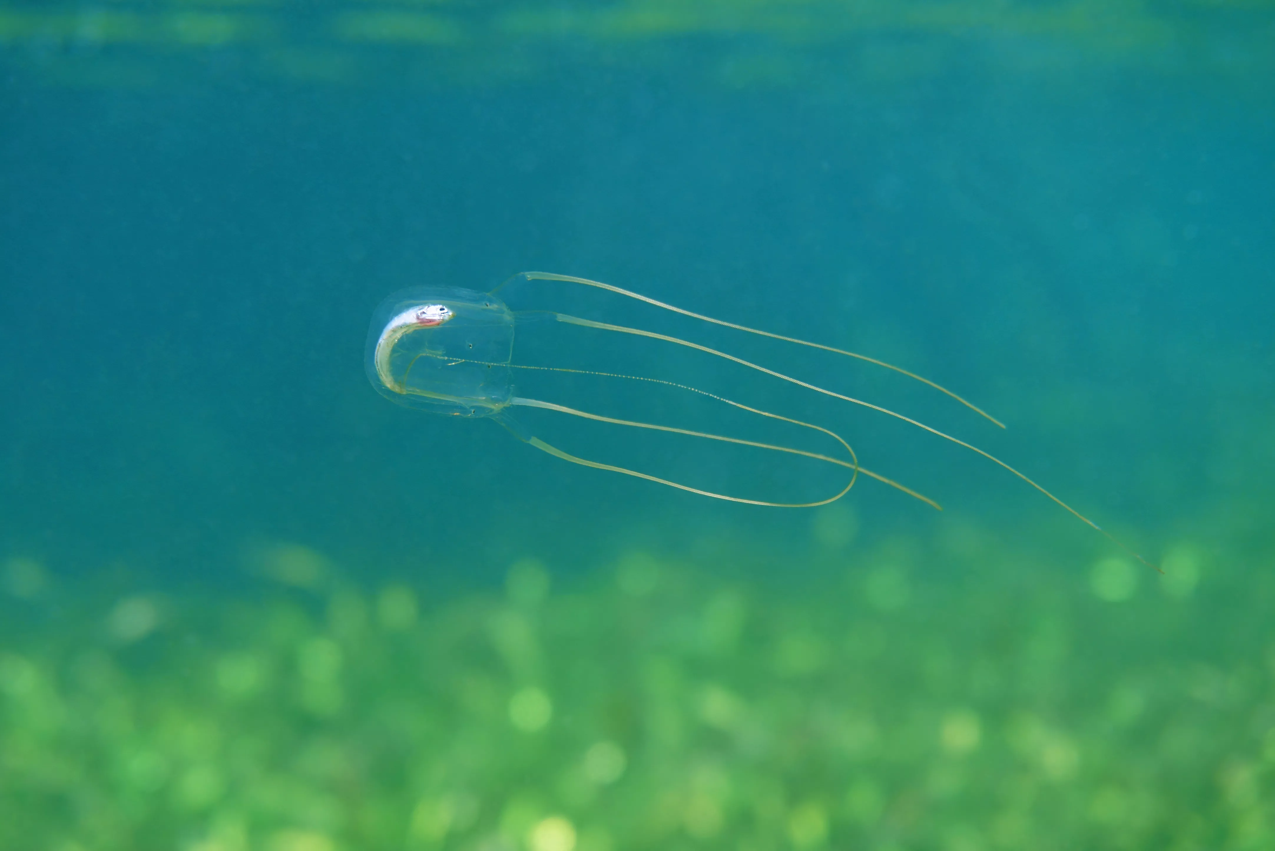 Box jellyfish with dead fish in its stomach