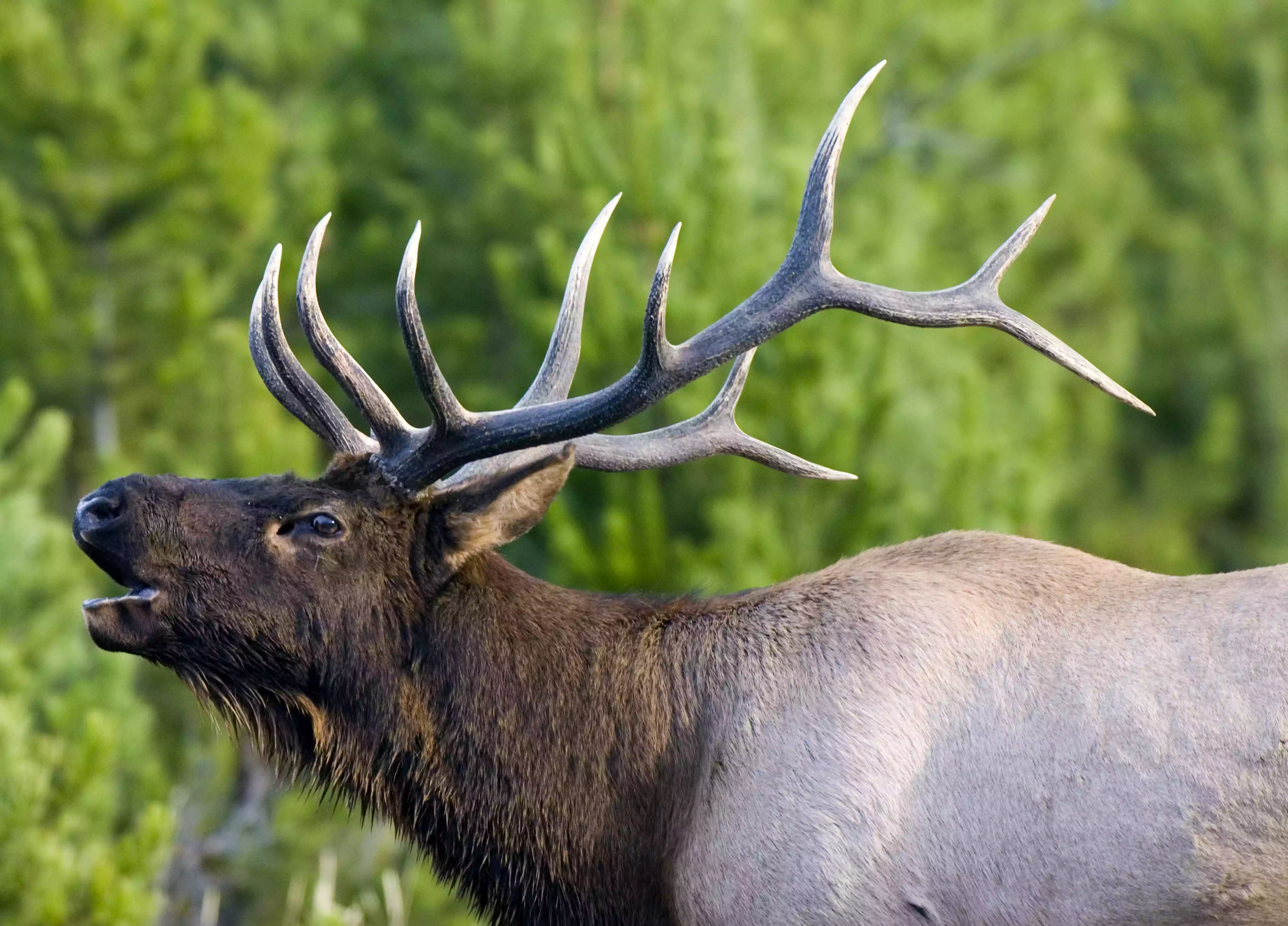 Bull elk bugling during rut season in Yellowstone National Park