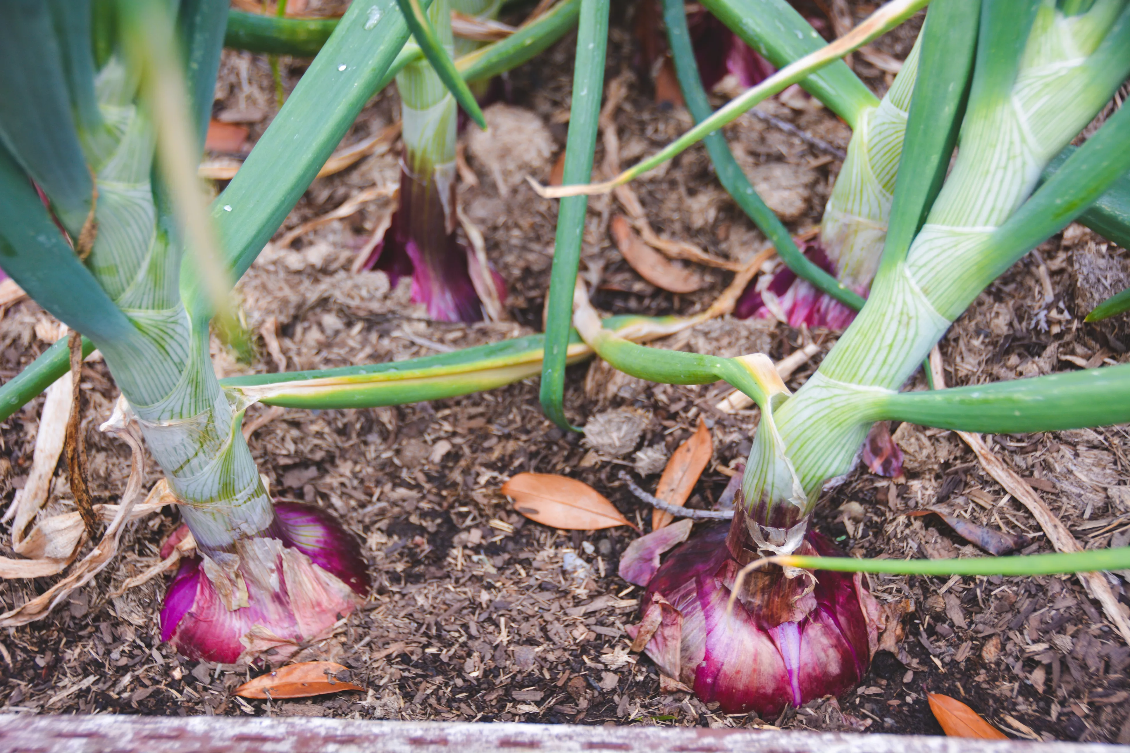 Red onions in a garden bed, mostly covered with soil