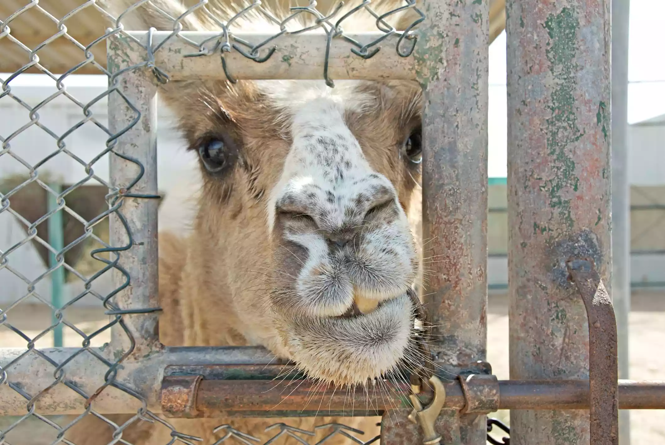 close up shot of cama half llama/camel through a gate