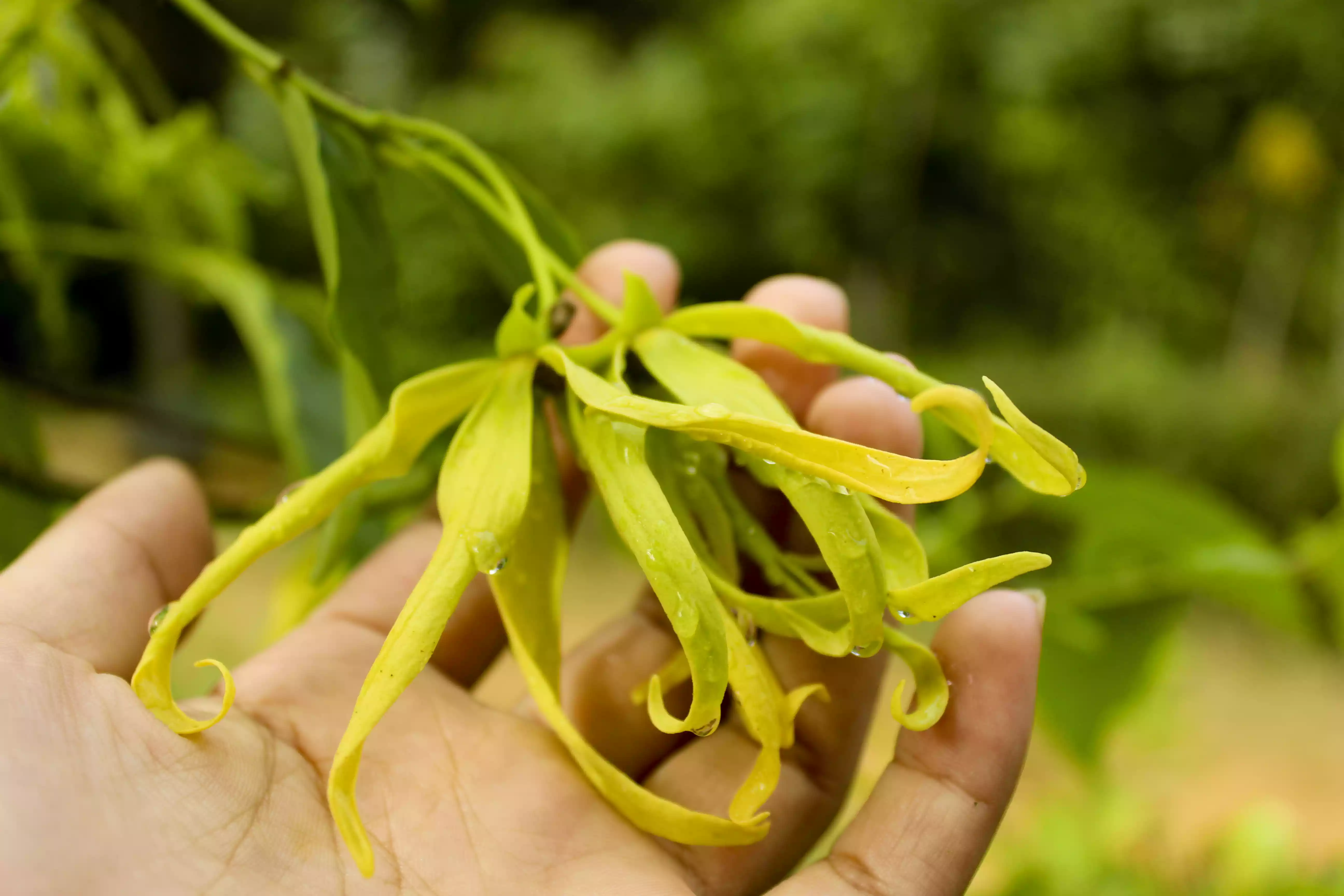 Cananga Flower (Cananga odorata)