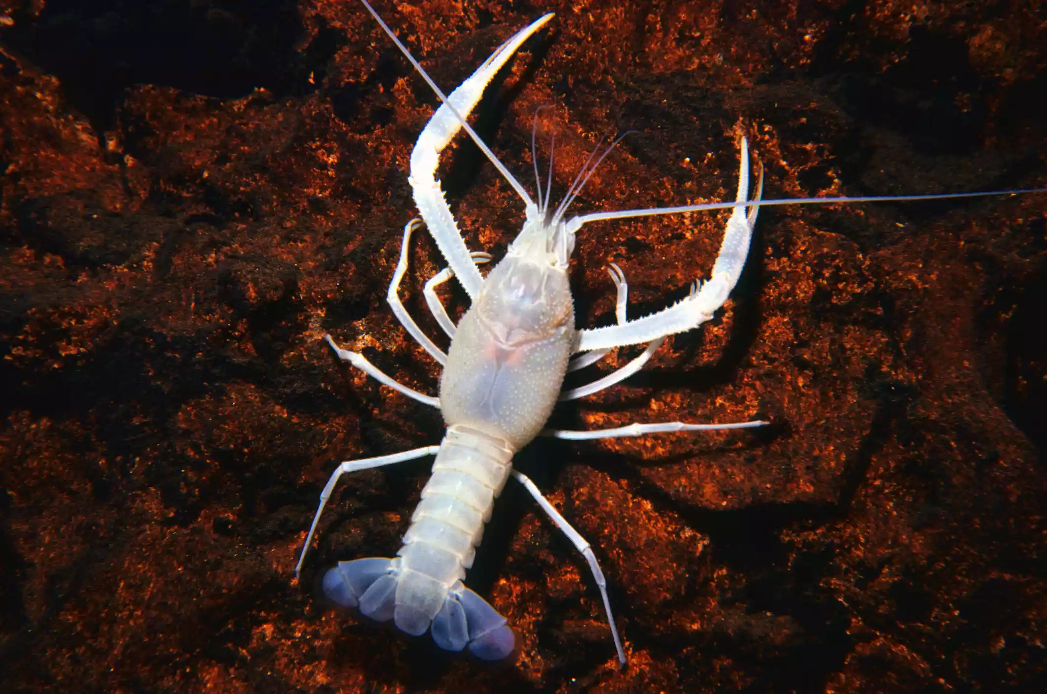 White and translucent cave crayfish underwater in Big Blue Springs, Wascissa River, Florida