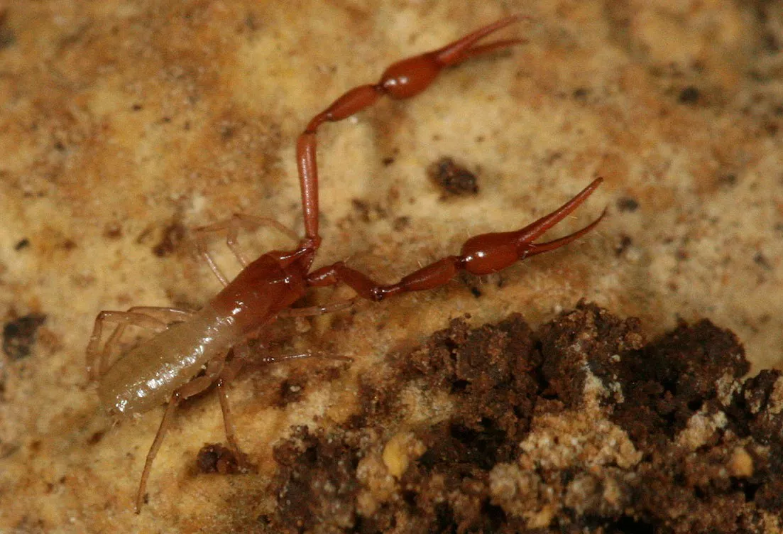 An insect with no eyes and no tail, long scorpion like arms and pinchers, reddish brown on the front and tan/white on the hind end on rock in caveTooth Cave pseudoscorpion, Tartarocreagris infernalis, in Cotterell Cave, Travis County, Texas