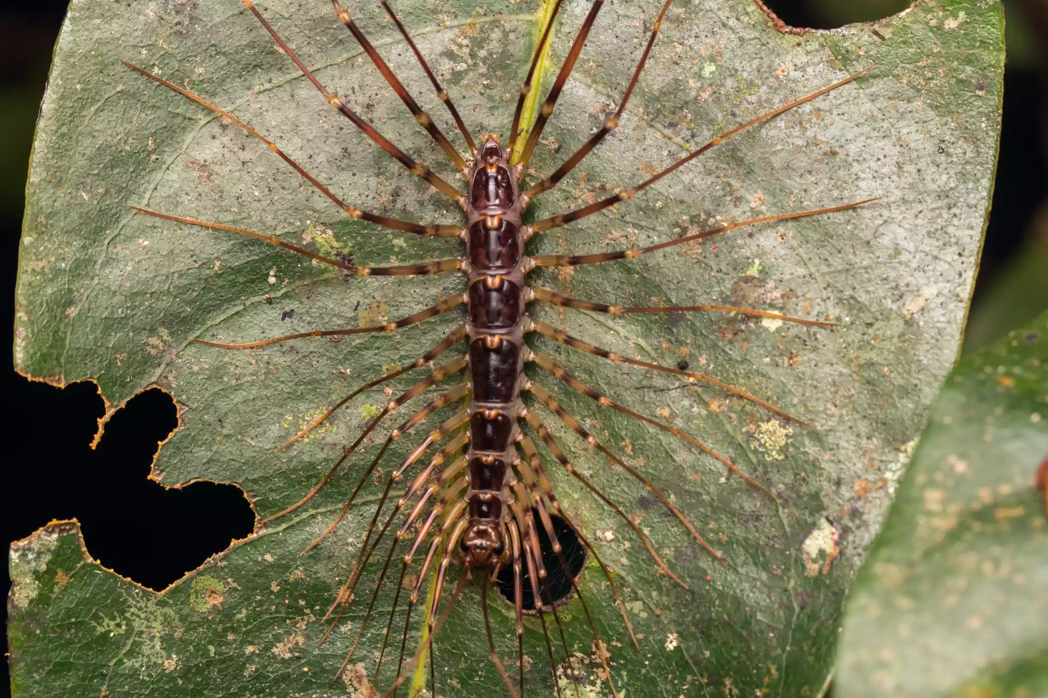 A centipede with long legs on a green leaf