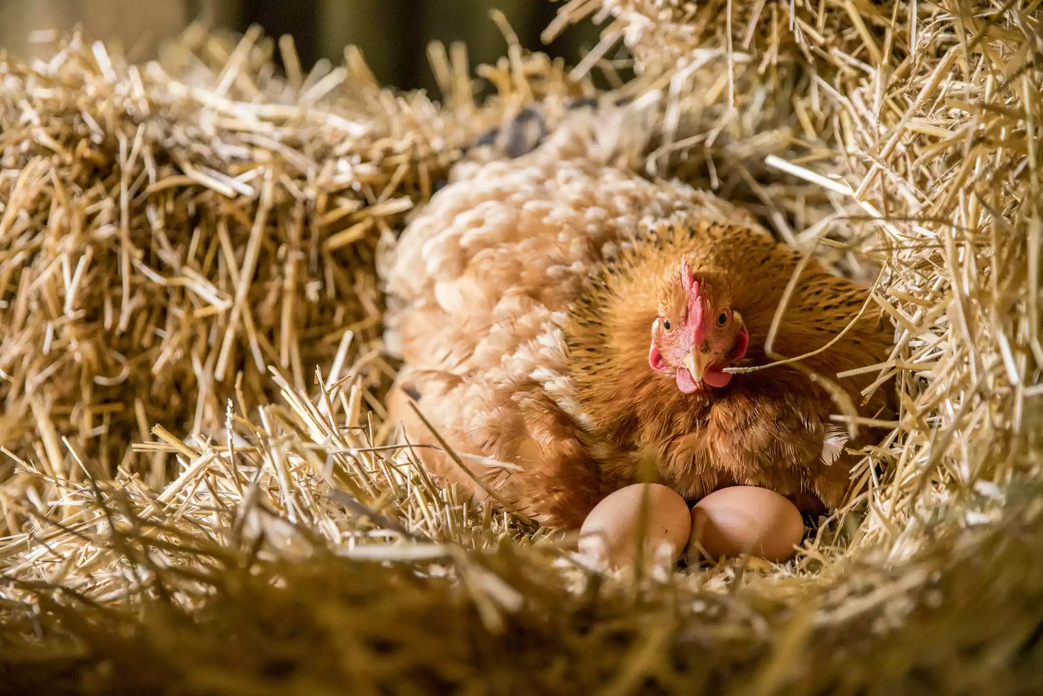 brown hen with brown eggs sitting in her straw nest