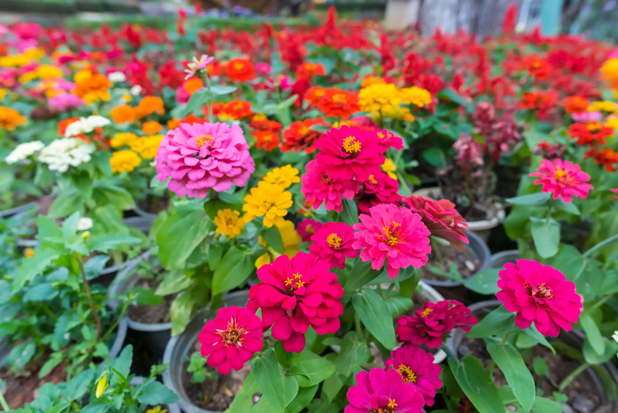 Zinnias in all colors growing in pots outside