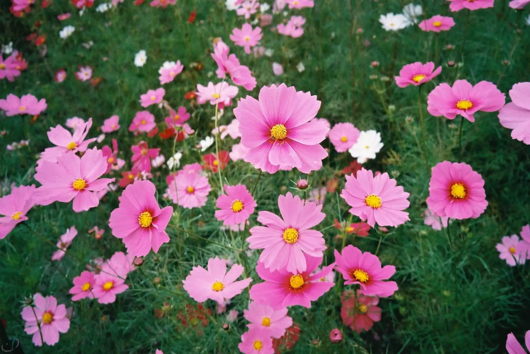 Close-up of pink cosmos growing in a field