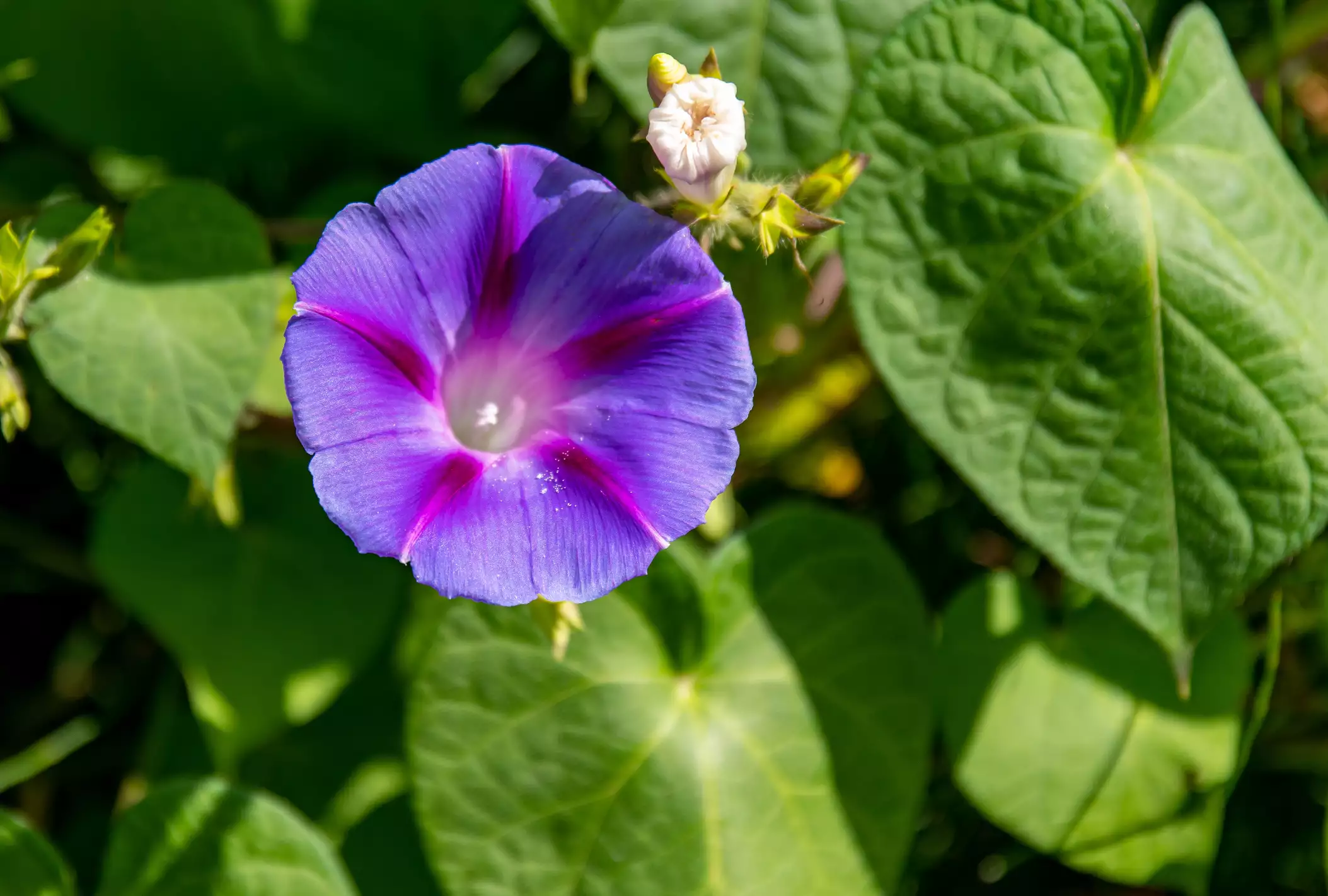 Close-up of a purple morning glory and green leaves
