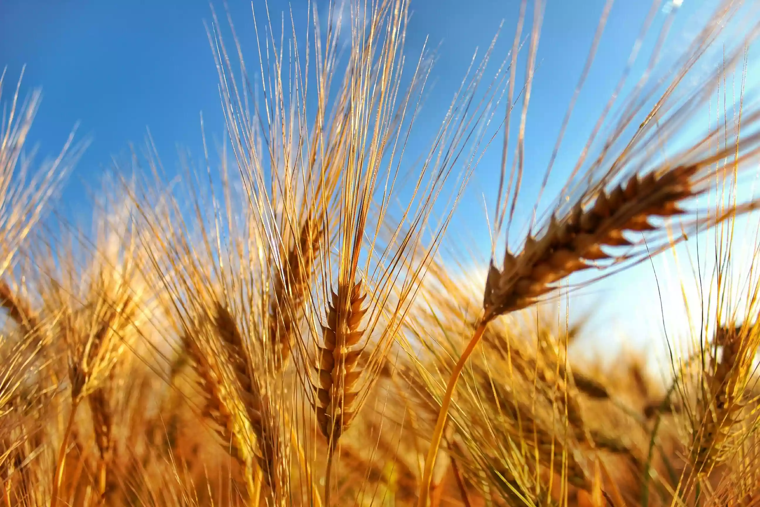 Close-Up Of Wheat Growing On Field Against Sky