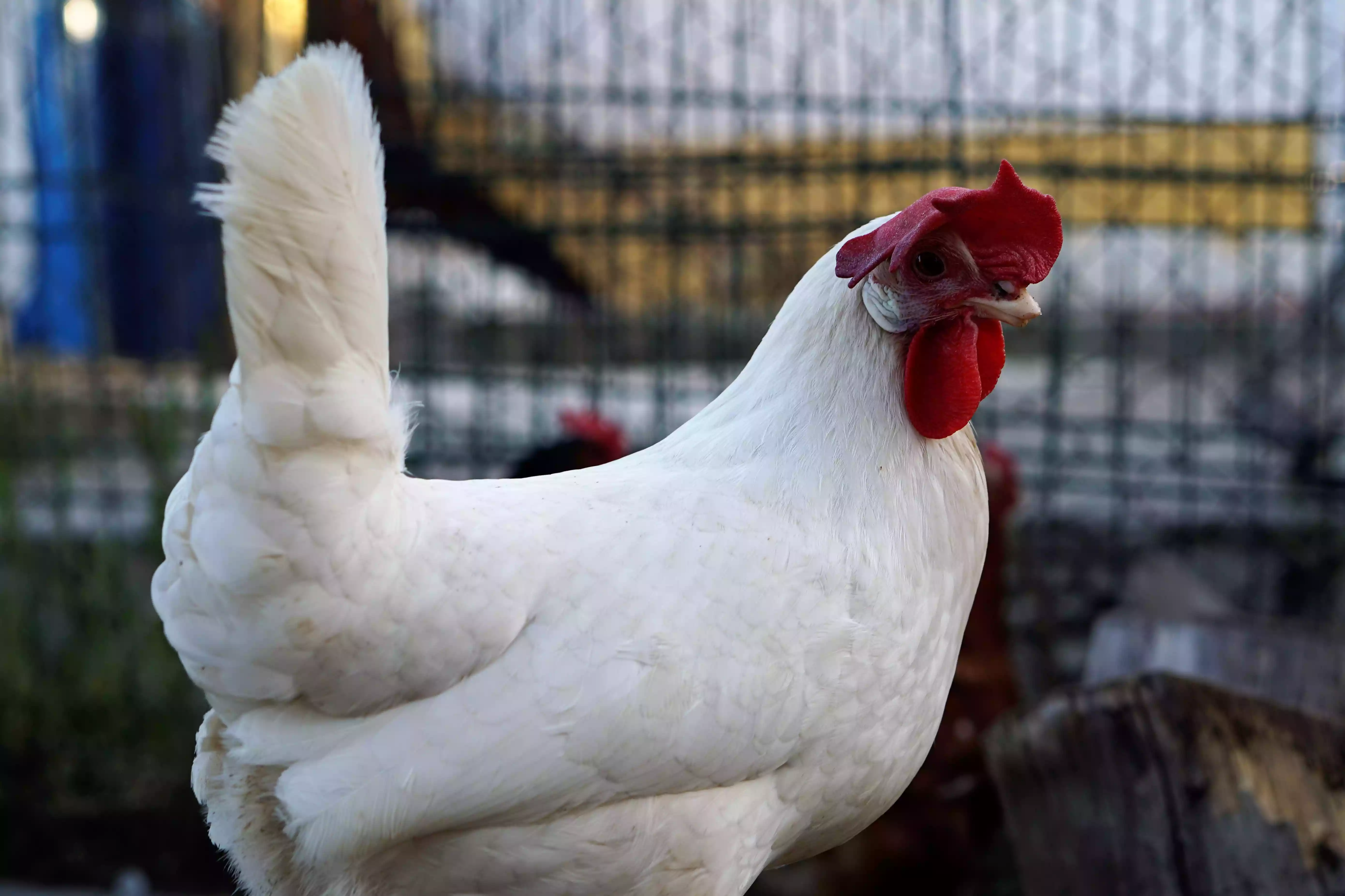 Close-Up Of White Chicken with white feathers, red comb, and white ear