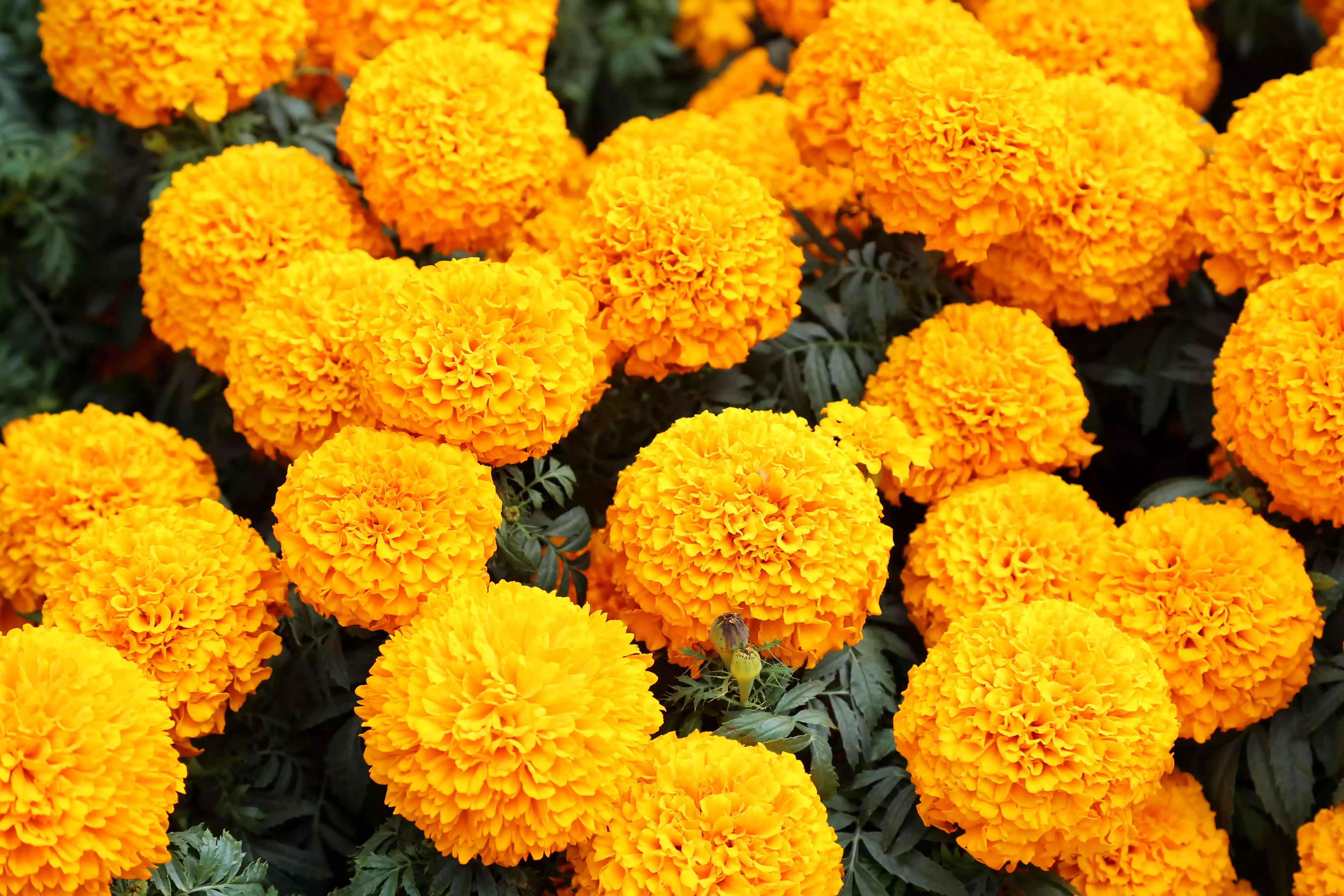 Close-up of a field of yellow marigolds