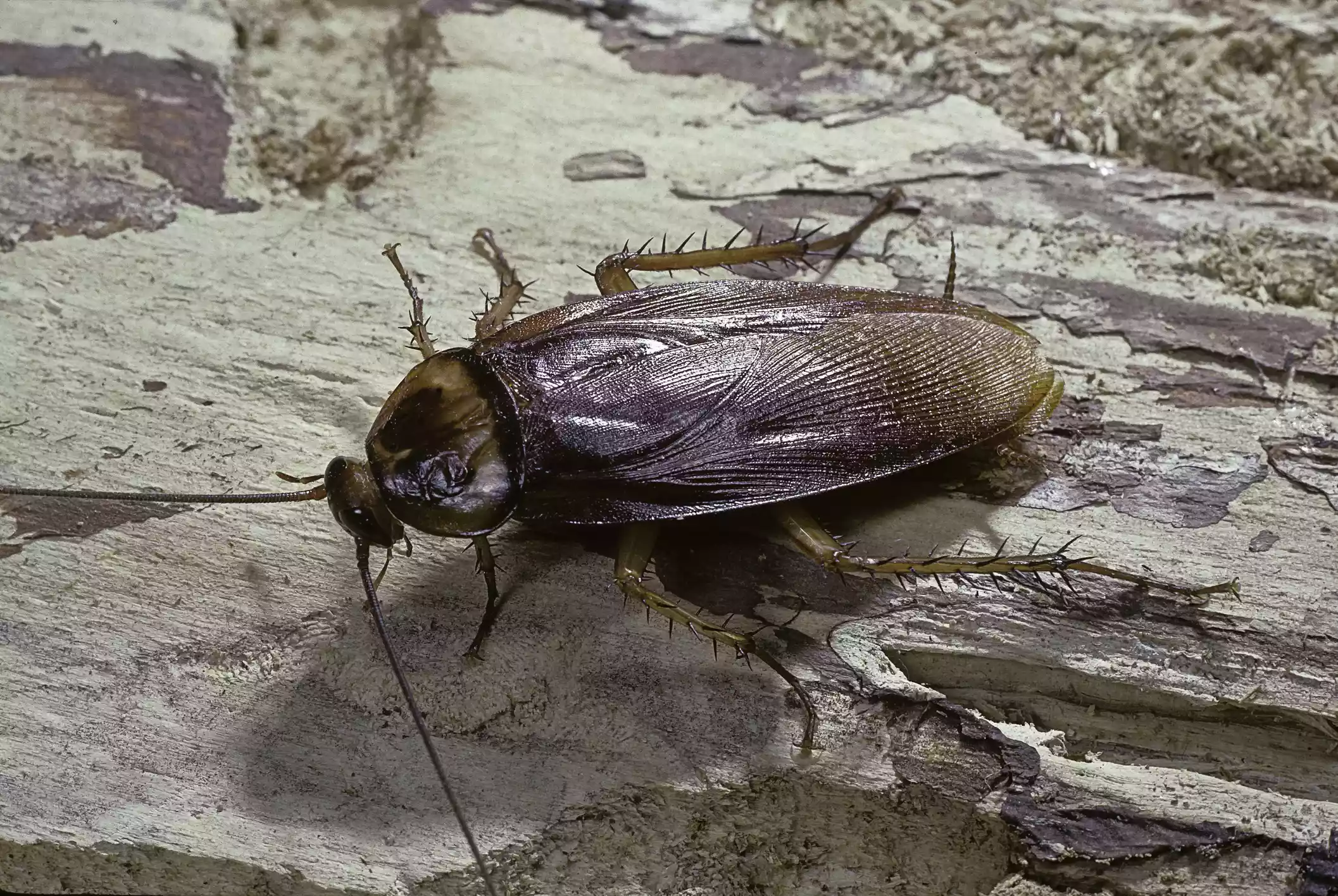 A brown cockroach with spiky legs on a tree branch