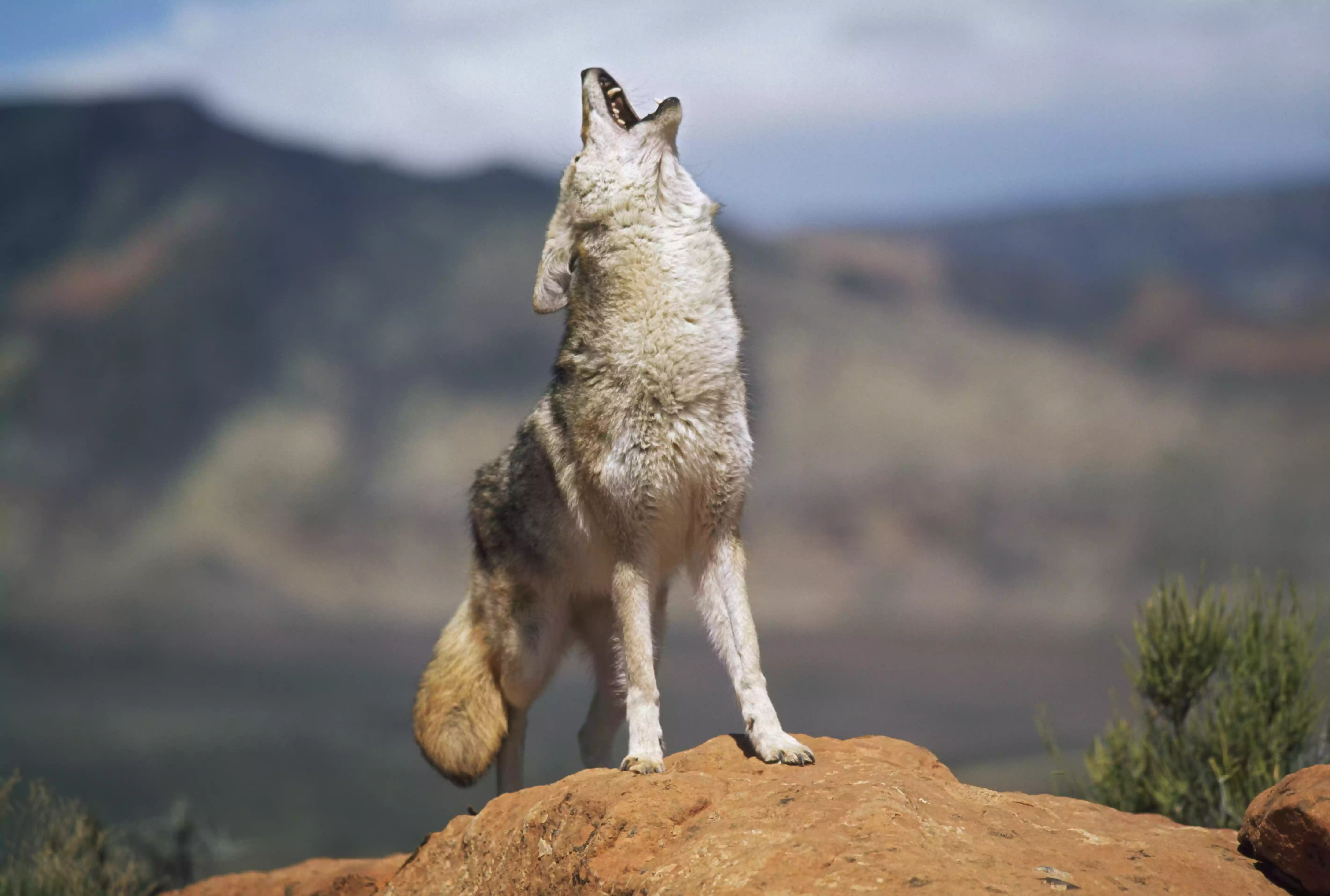 Coyote (Canis Latrans) Howling From High Point On Red Sandstone