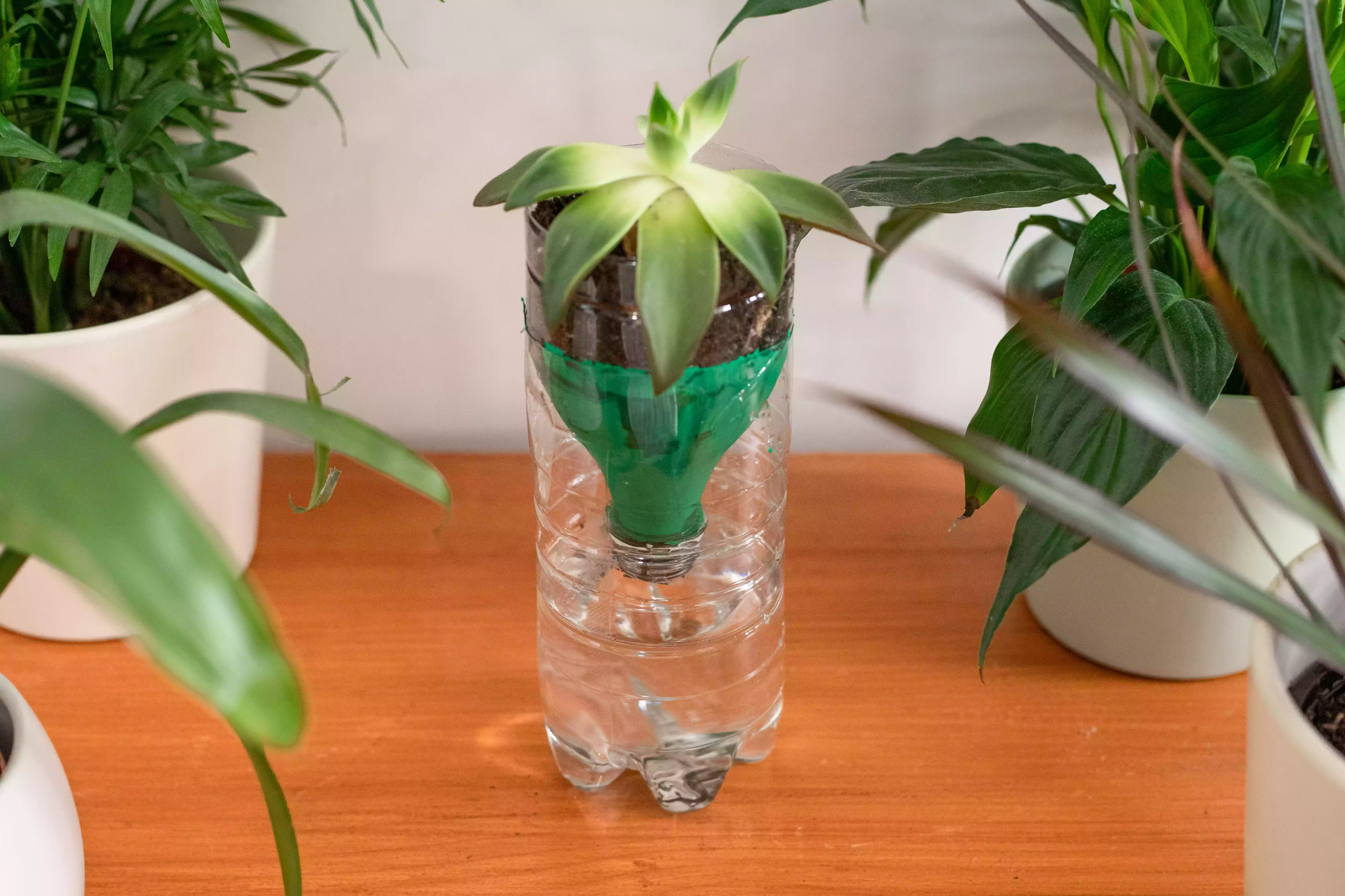upcycled plastic water bottle turned into plant self water 