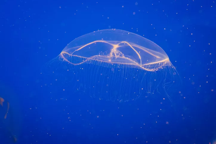 Transparent crystal jellyfish swimming